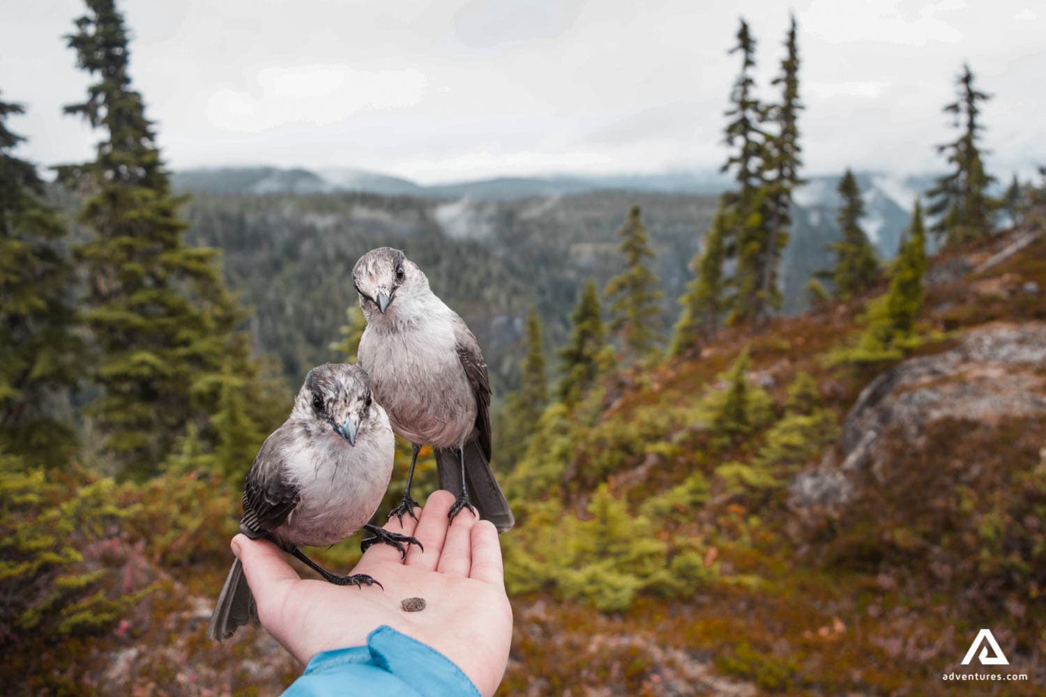 vancouver-island-canada-forest-birds-on-hand-friendly-1