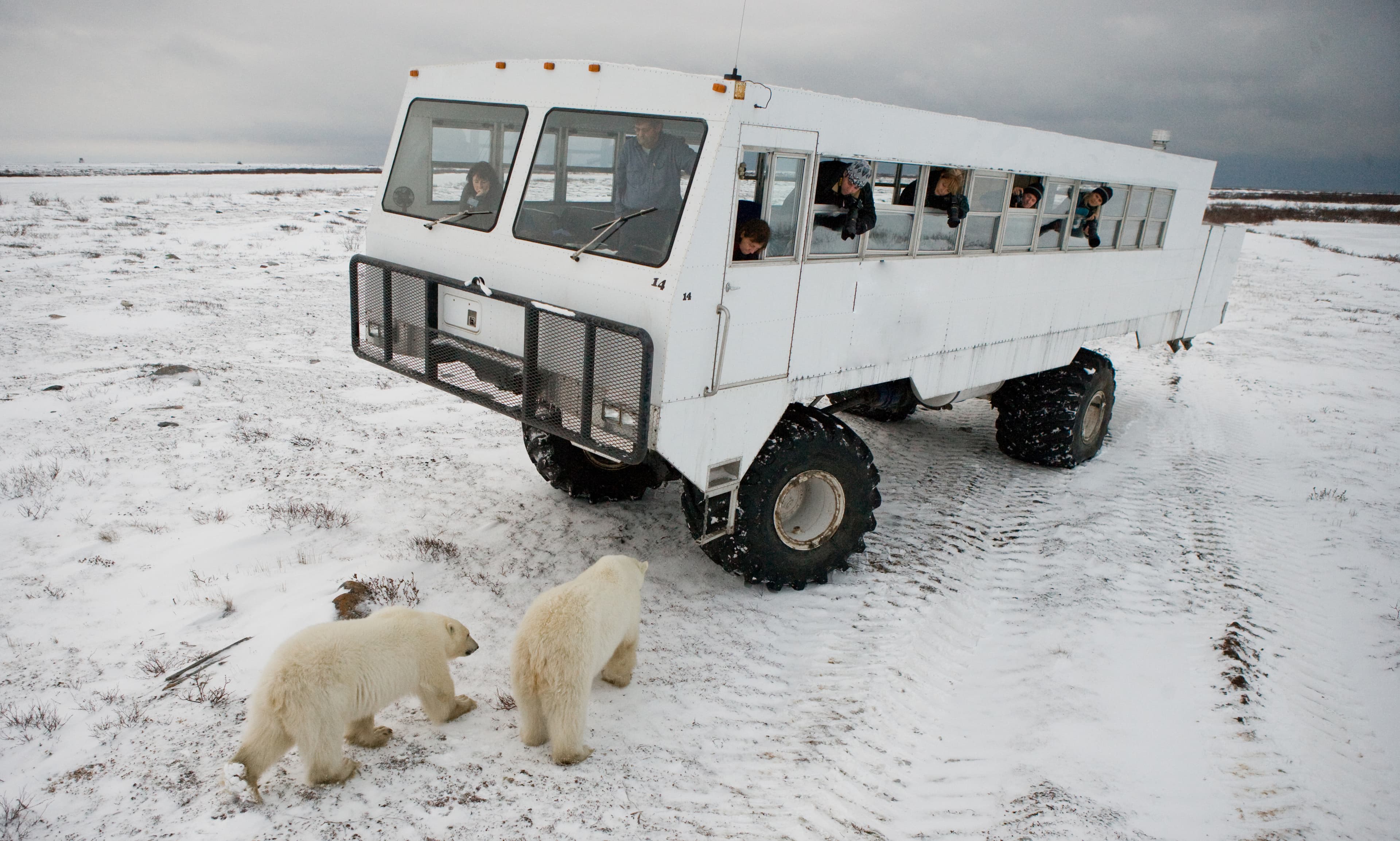 The polar bear came very close to a special car for the Arctic safari. Canada. Churchill National Park. An excellent illustration for travel agencies.