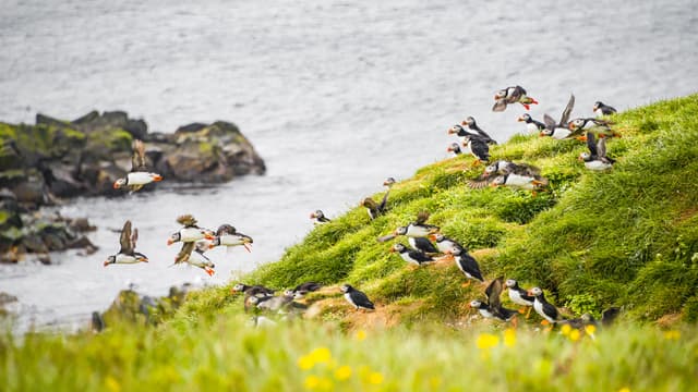 Landscape and North Atlantic puffins at Icelandic seashore, late summer time Landscape and North Atlantic puffins at Icelandic seashore