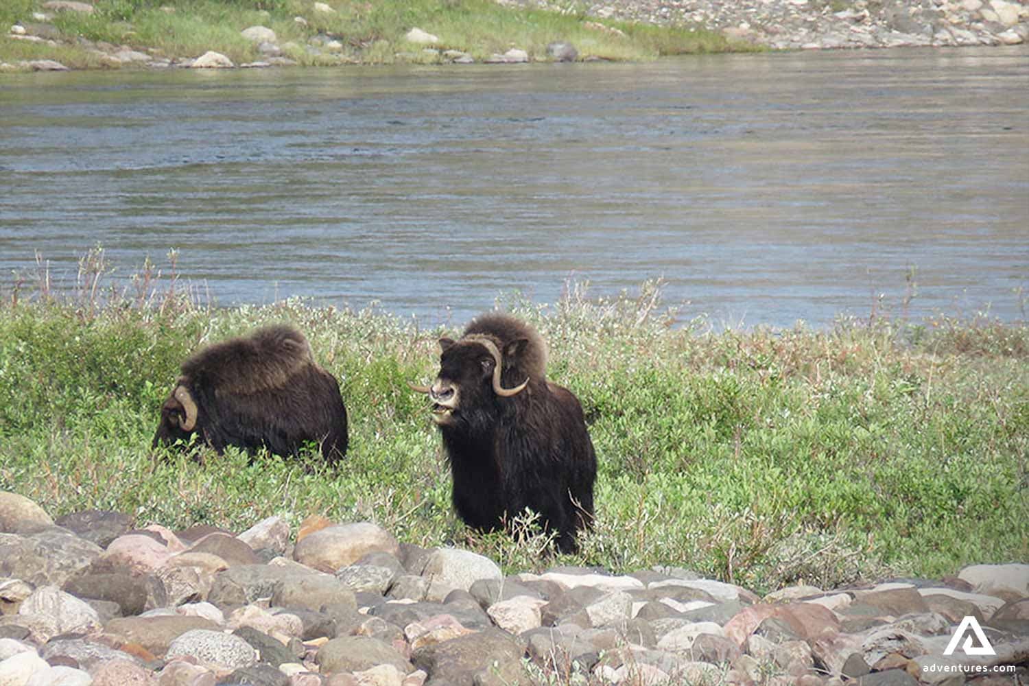 mountain-goats-near-the-river