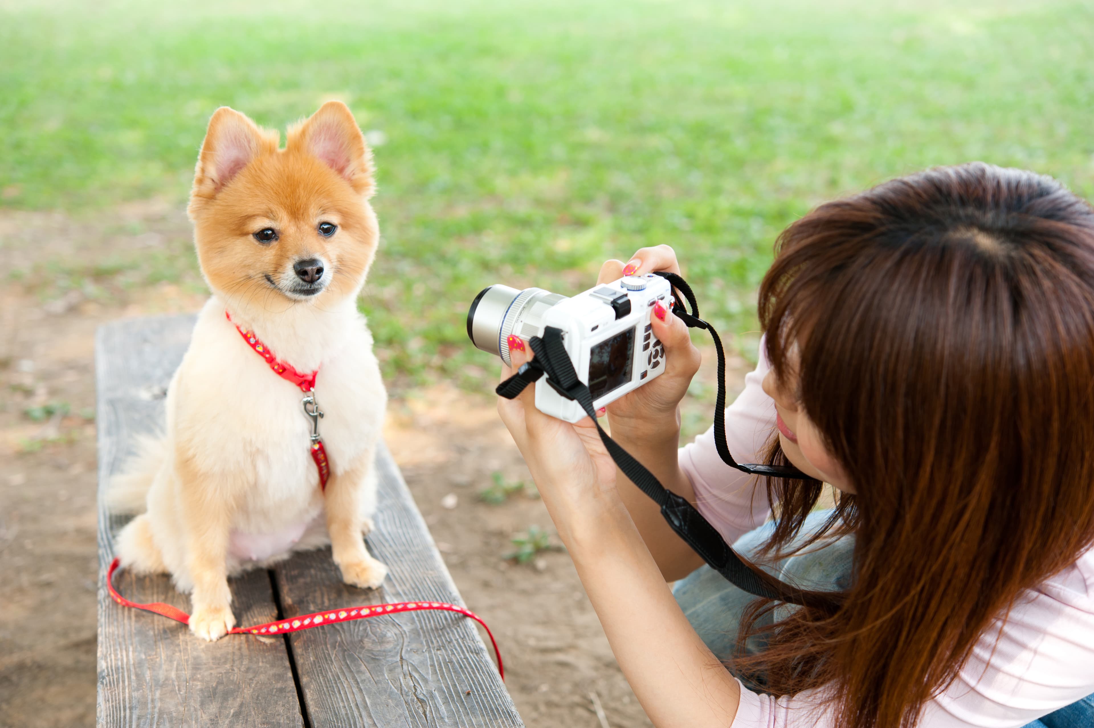 attractive asian woman with dog in the park