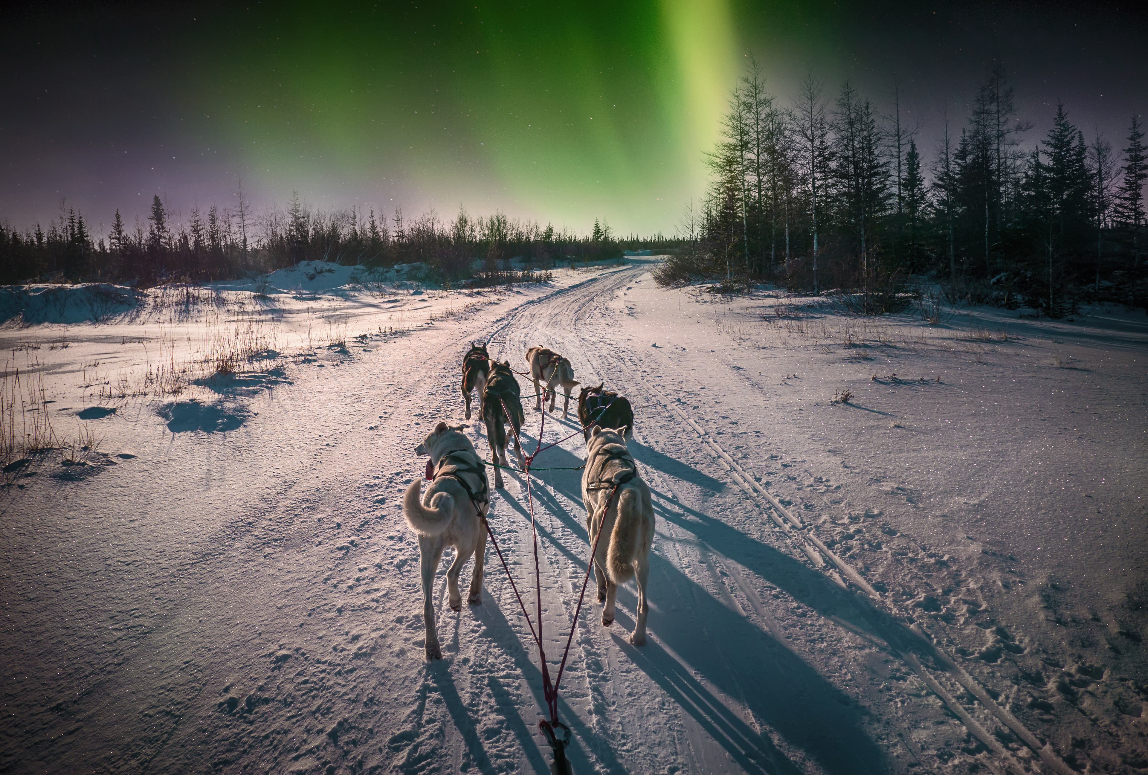 A team of six husky sled dogs running on a snowy wilderness road in the Canadian north under the aurora borealis and moonlight.