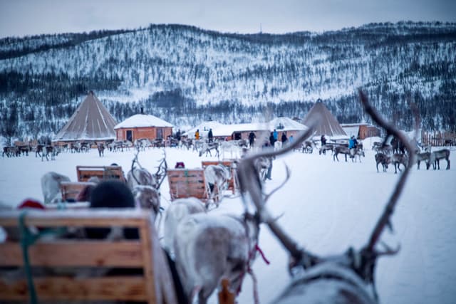 Reindeers-with-sleds-by-campsite-in-Tromso