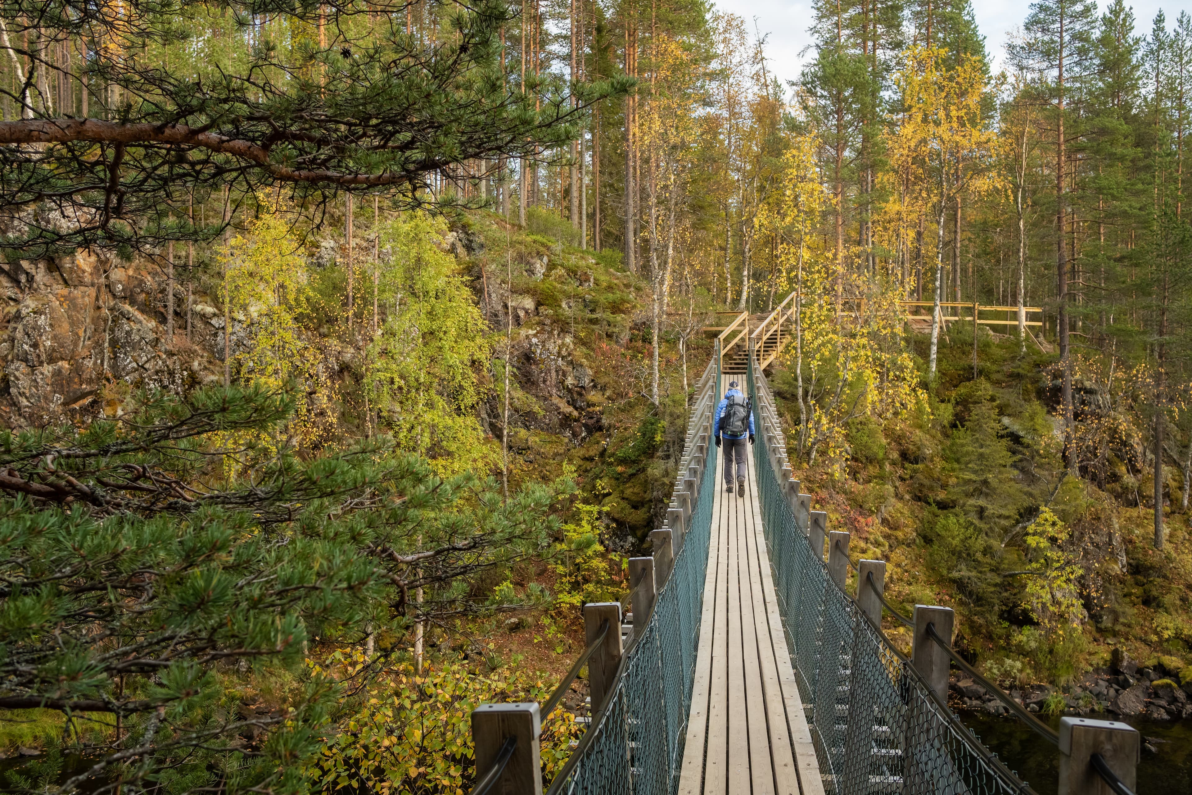 Unidentified man walks on the suspension bridge in Oulanka National Park at autumn in Finland. Hiker with backpack crossing the suspension bridge over the rapid river in Finnish national park Man walks on the suspension bridge in Oulanka National Park at autumn in Finland