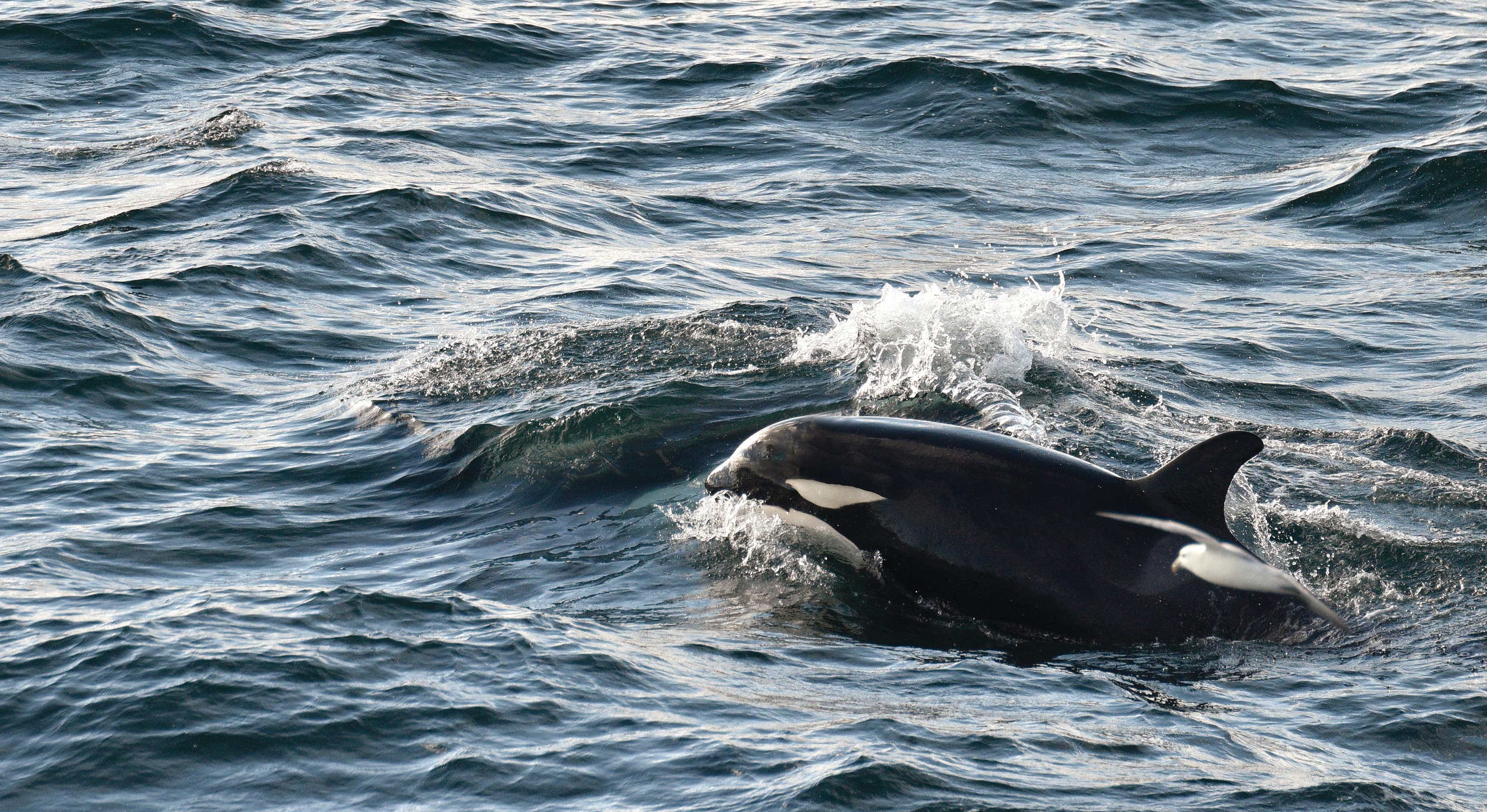 Iceland Circumnavigation Cruise from Reykjavik 6
