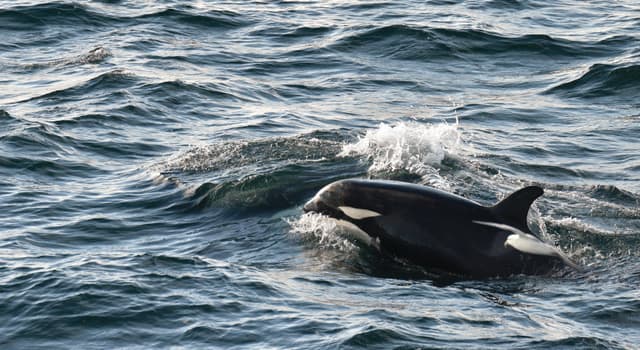 Iceland Circumnavigation Cruise from Reykjavik 6