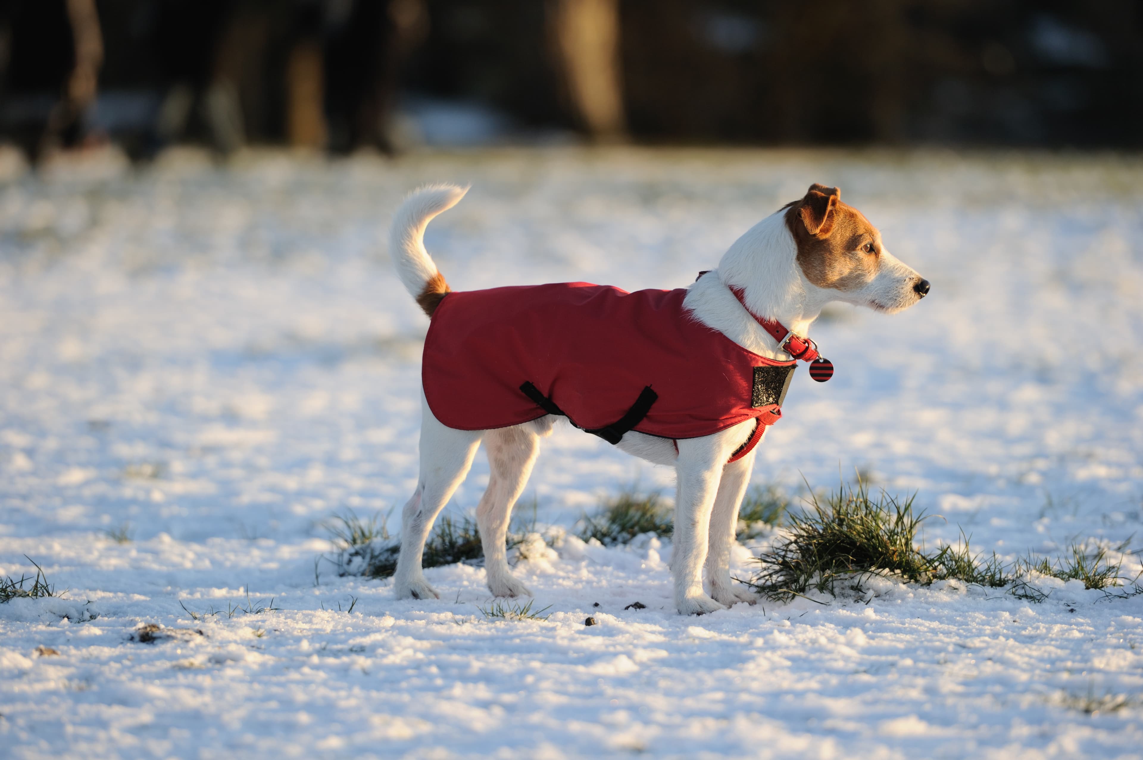 Parson Jack Russell in bright red winter coat looking into the setting sun on a snowy afternoon Parson Jack Russell in red winter coat standing in the snow