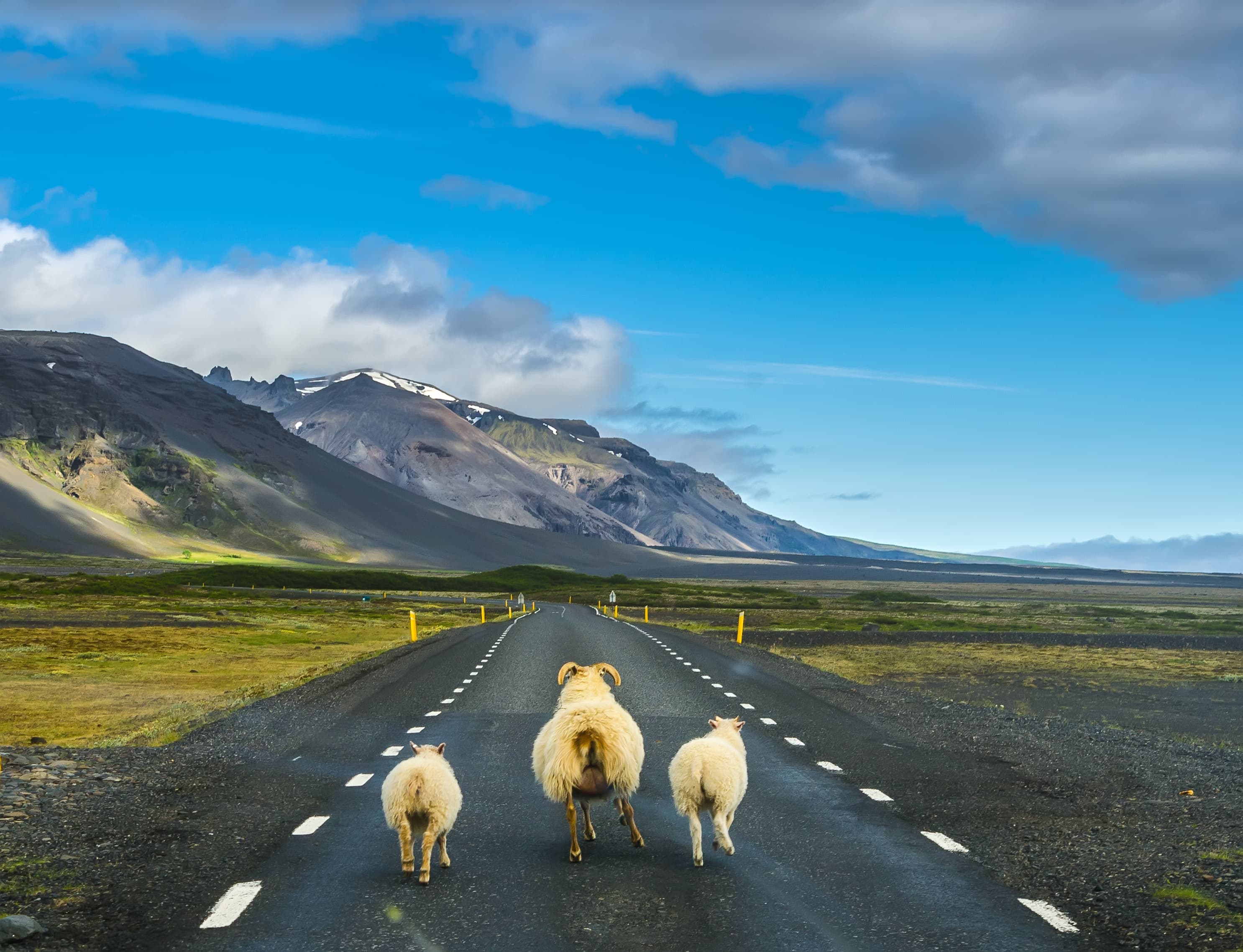 Iceland sheep with lambs walk on the road. Back view. Iceland. Flock of sheep running on the road in Iceland