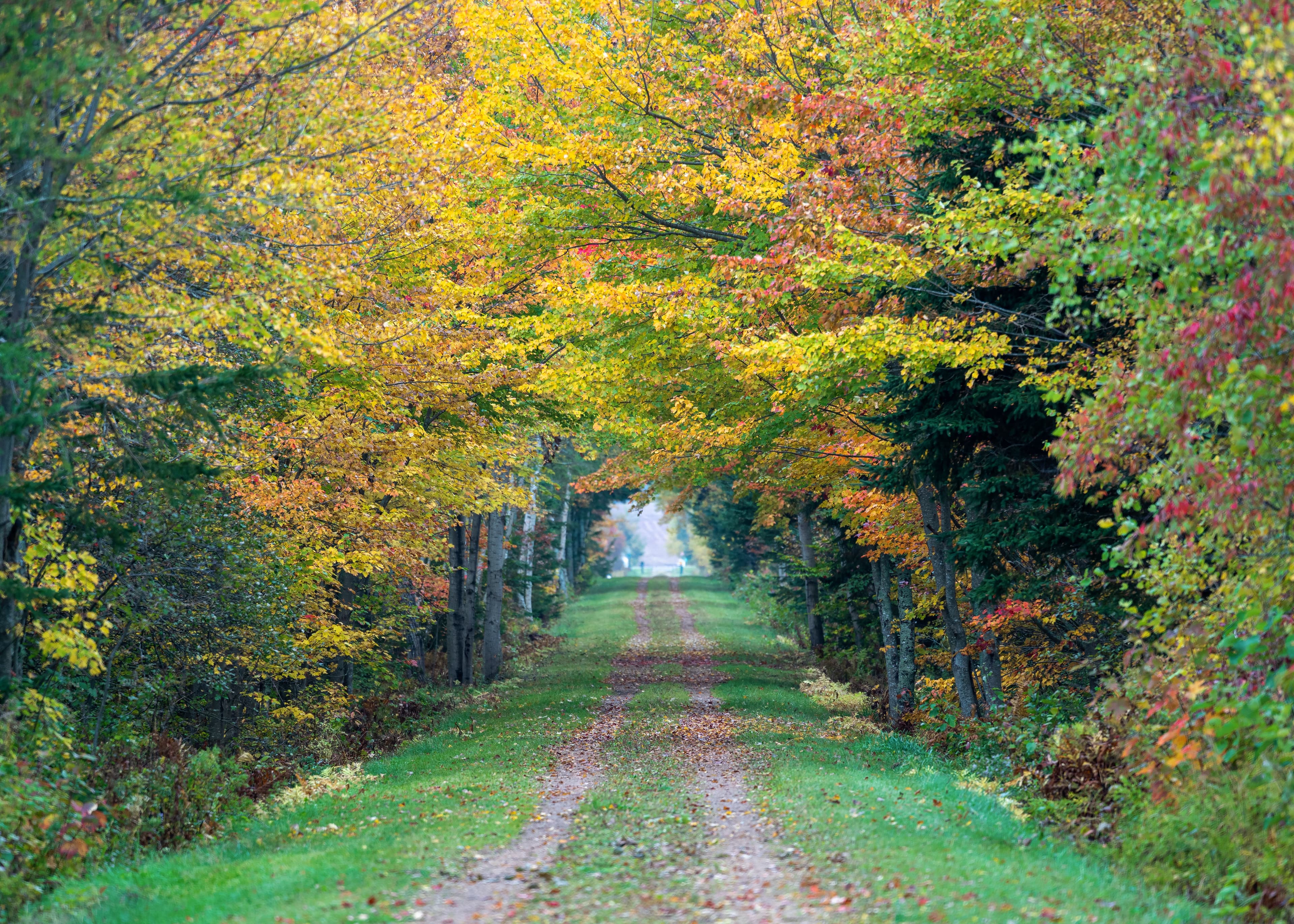 Fall trees line the Confederation Trail in rural Prince Edward Island, Canada. Prince Edward Island Region 04