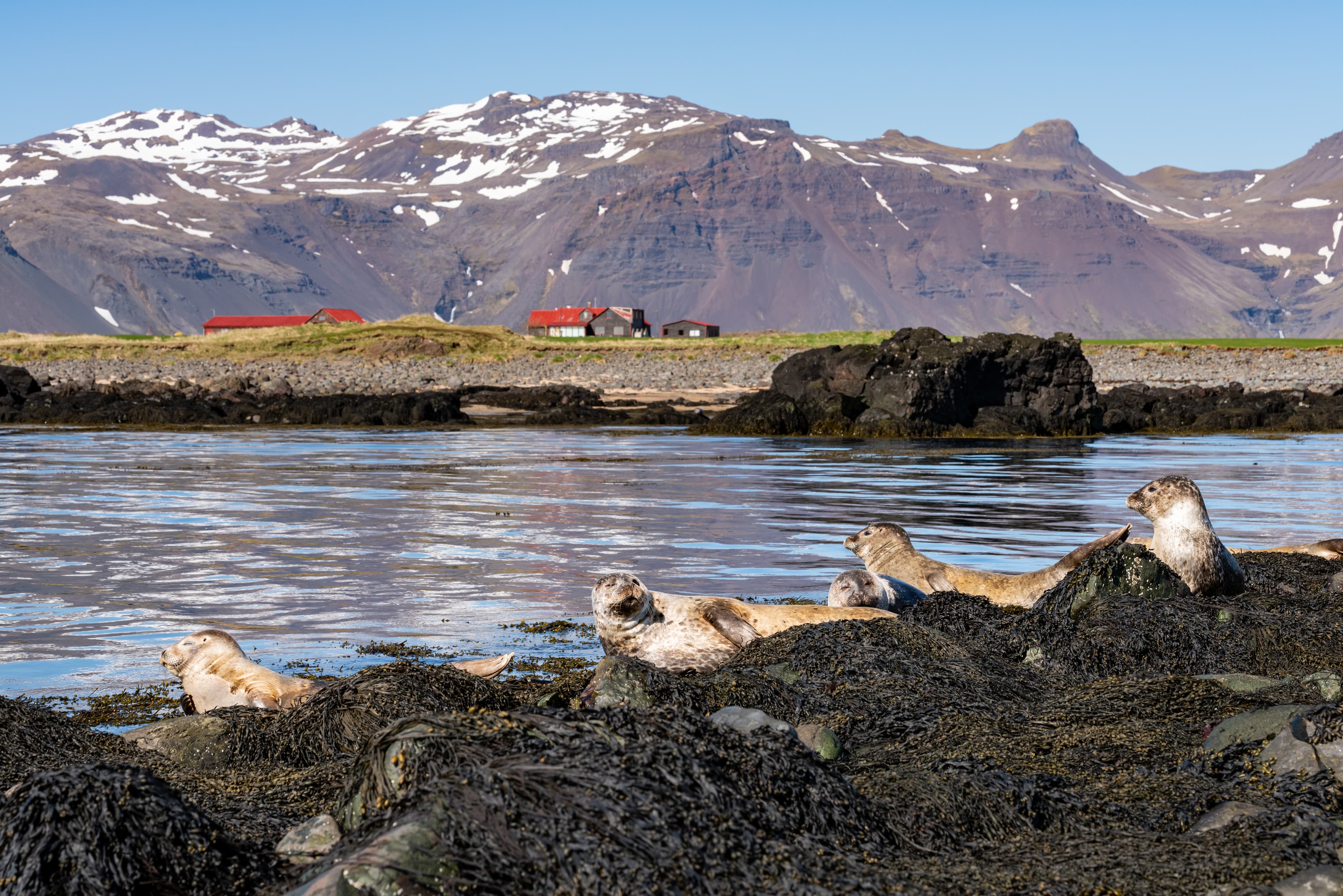 Seals, sea lions sunbathing in Ytri Tunga beach in Snaefellsnes Peninsula in West Iceland