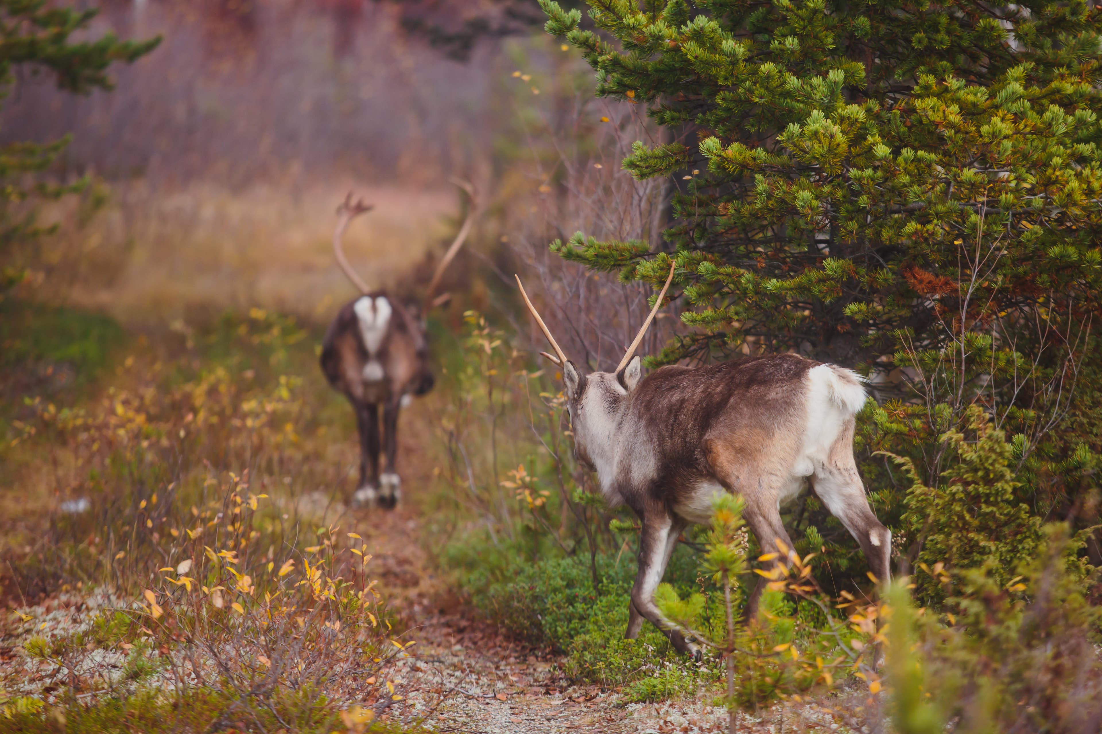 Group herd of deer caribou reindeers pasturing in Abisko National Park, Sweden, Lapland, Norrboten County. Group herd of deer caribou reindeers pasturing in Abisko National Park, Sweden, Lapland, Norrboten County