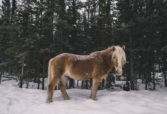 Yukon Territory Region 11