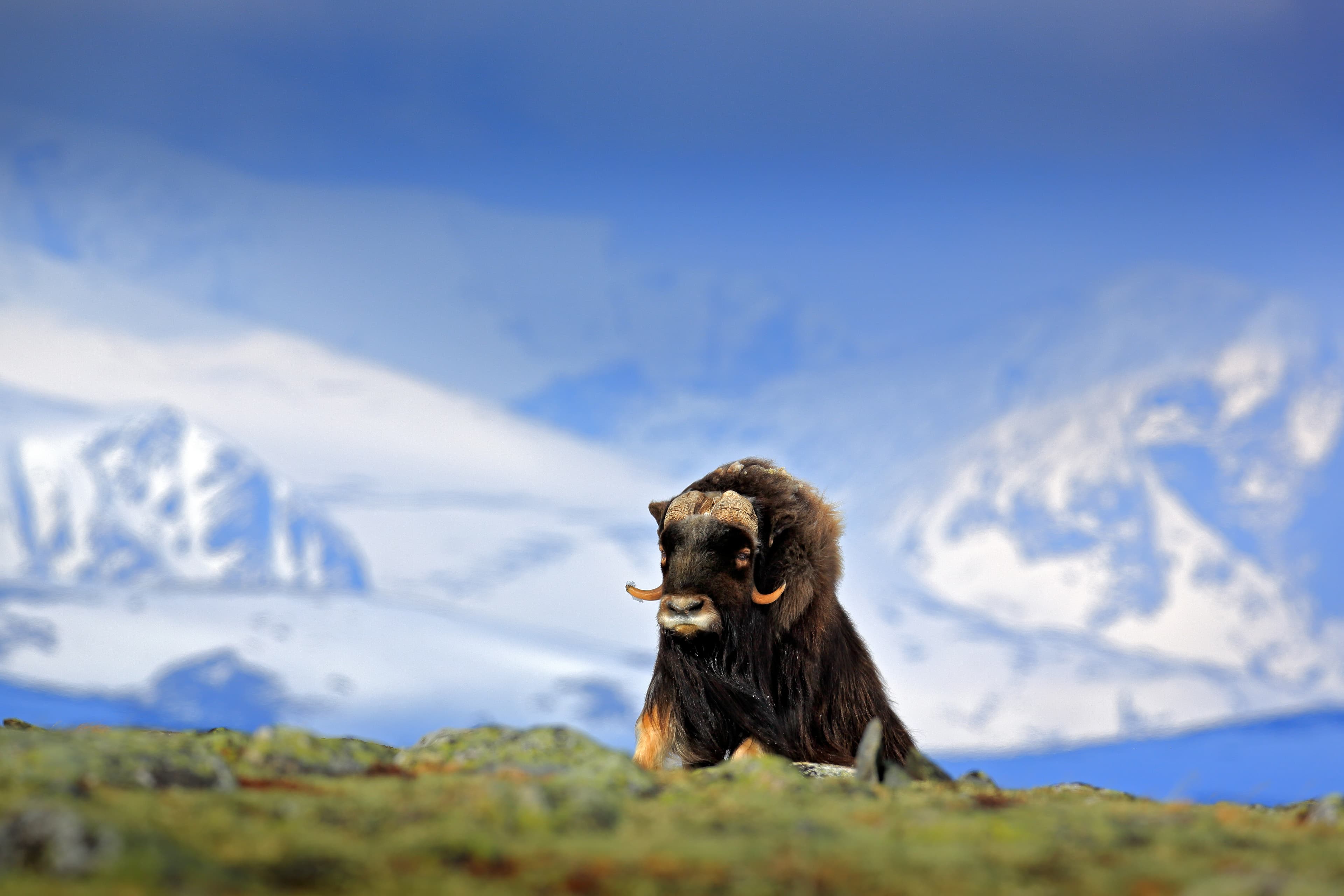 Musk Ox, Ovibos moschatus, with mountain and snow in the background, big animal in the nature habitat, Norway. Wildlife Europe, big long fur animal in Dovrefjell. Musk Ox, Ovibos moschatus, with mountain and snow in the background, big animal in the nature habitat, Norway. Wildlife Europe, big long fur animal in Dovrefjell.