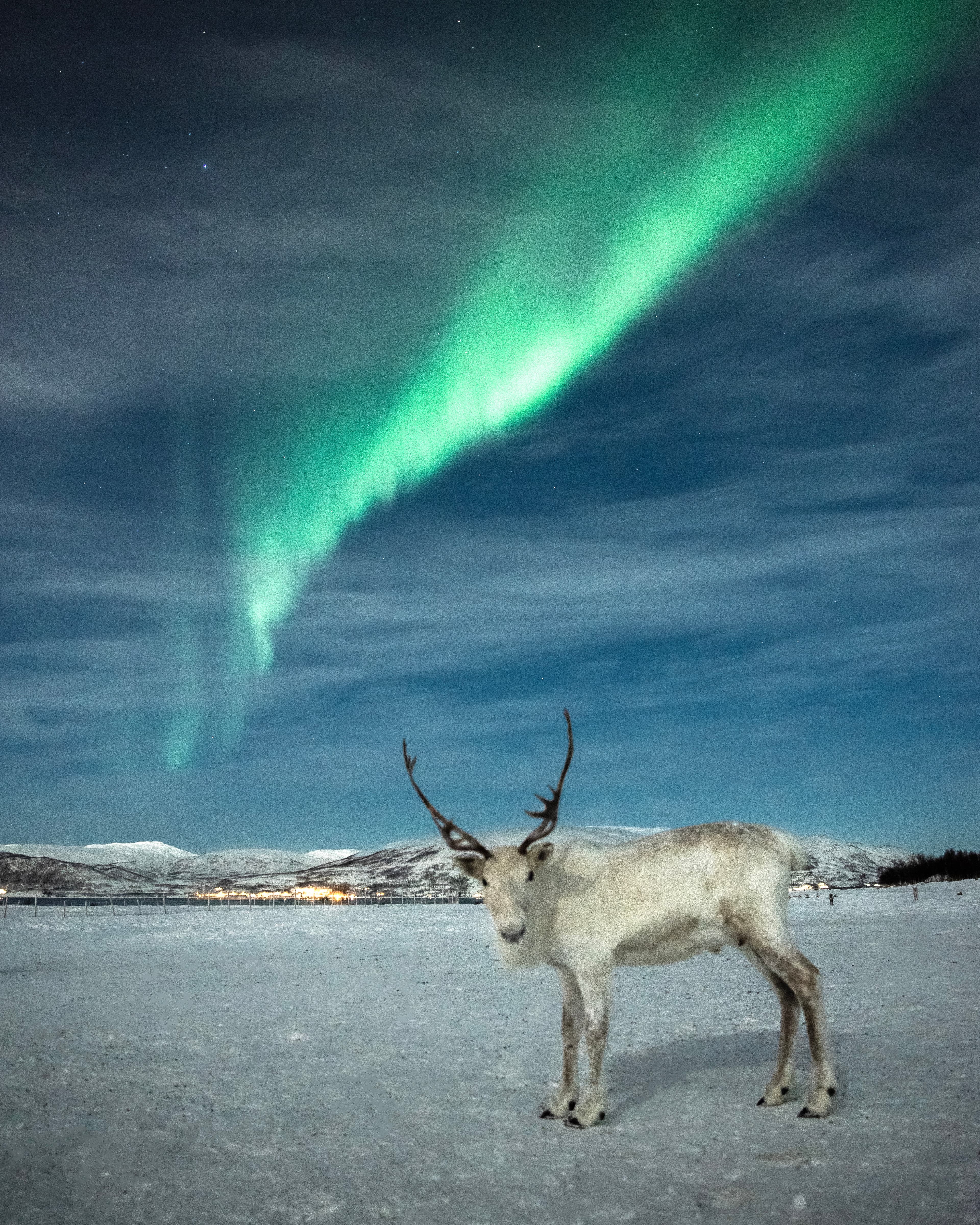 White-reindeer-in-snowy-field-with-northern-lights