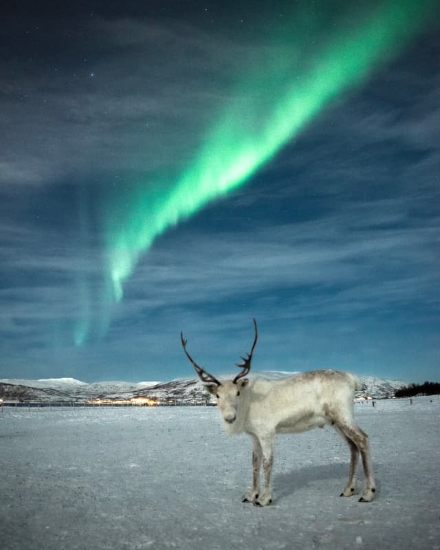 White-reindeer-in-snowy-field-with-northern-lights