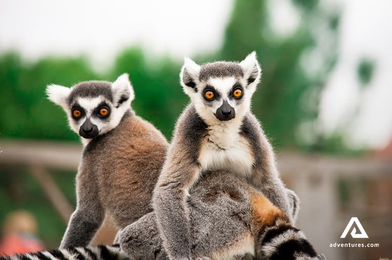Tropikariet-helsingborg-lemures-indoor-zoo