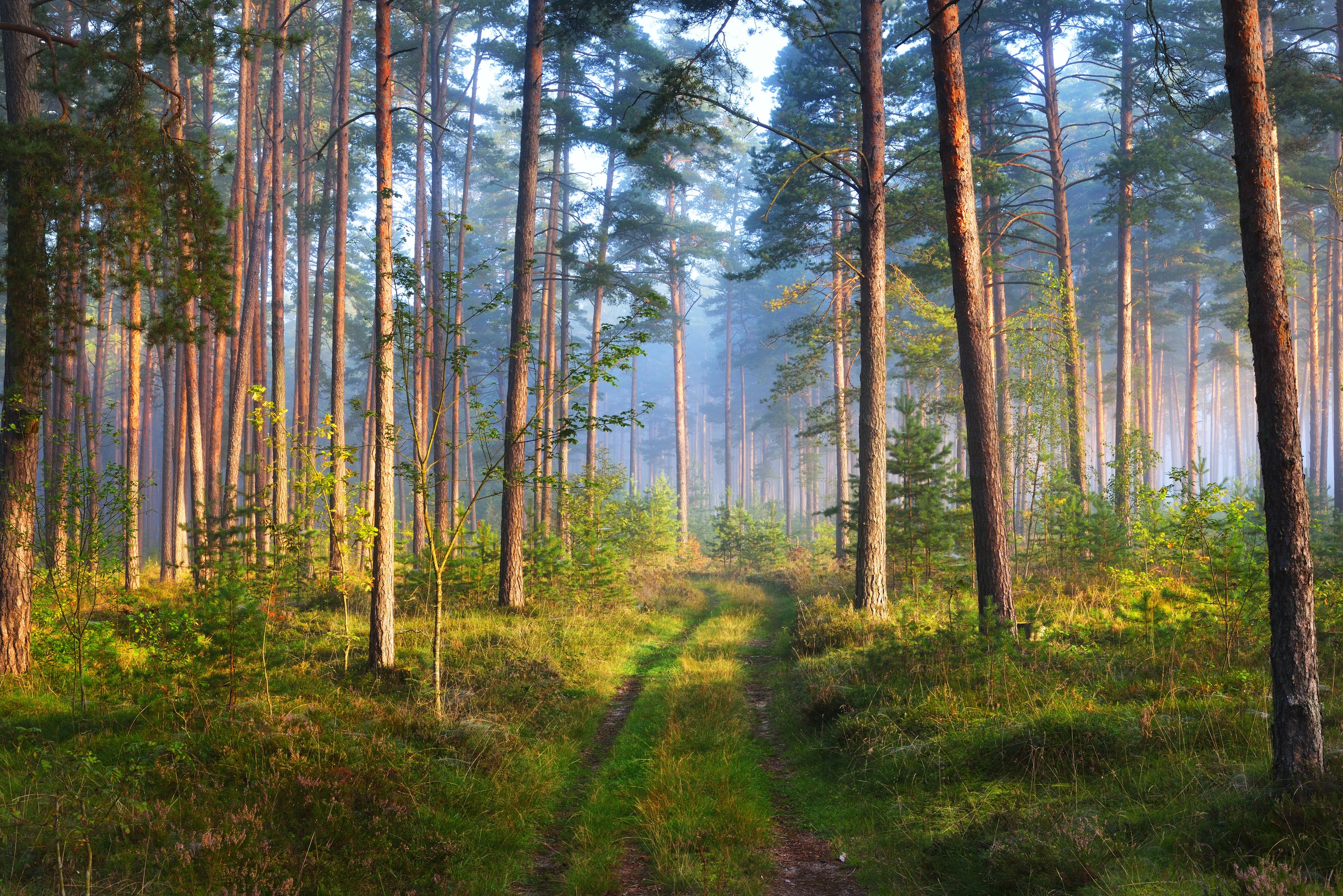 Foggy sunrise in the deciduous forest in Latvia. Foggy sunrise in the deciduous forest in Latvia.