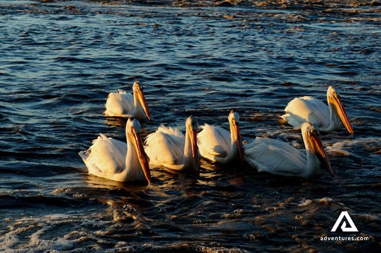 wildlife-in-fort-smith-canadian-northwest-territories