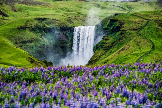 Beautiful scenery of the majestic Skogafoss Waterfall in countryside of Iceland in summer. Skogafoss waterfall is the top famous natural landmark and tourist destination place of Iceland and Europe. Beautiful scenery of the majestic Skogafoss Waterfall in countryside of Iceland in summer. Skogafoss waterfall is the top famous natural landmark and tourist destination place of Iceland and Europe.