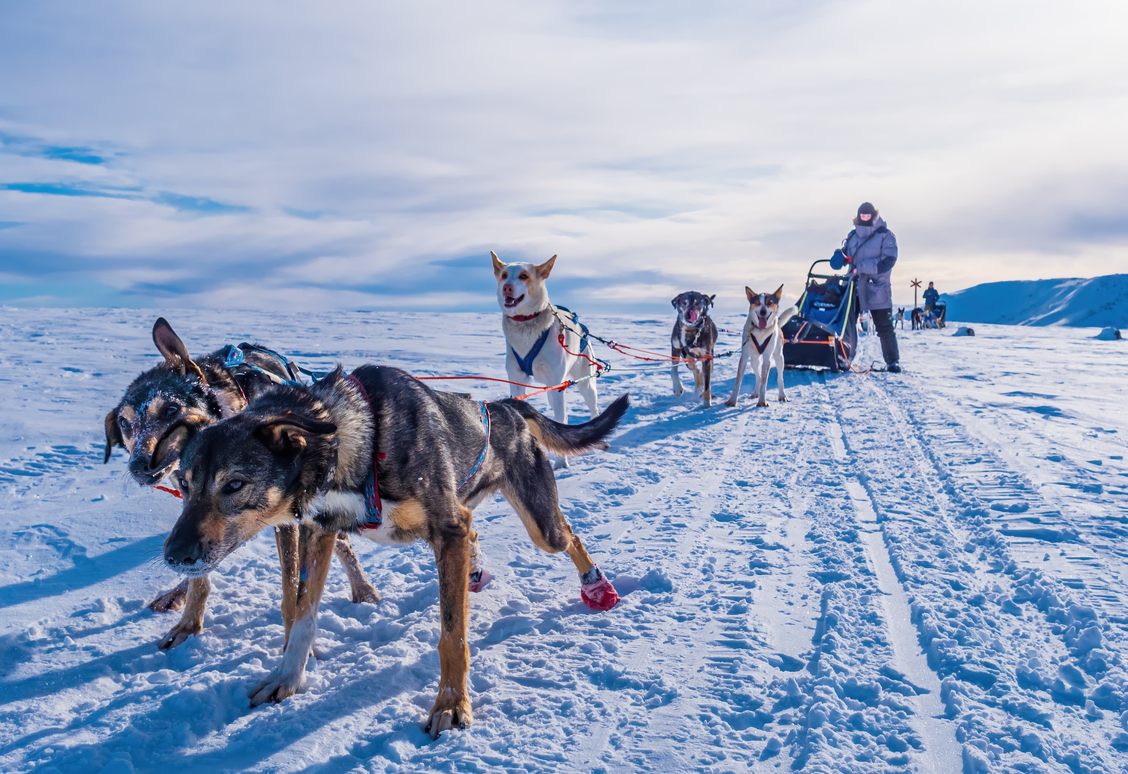 Amazing Alaskan Husky sled dogs ready to go sledding Husky sled dogs ready to go sledding, Sweden