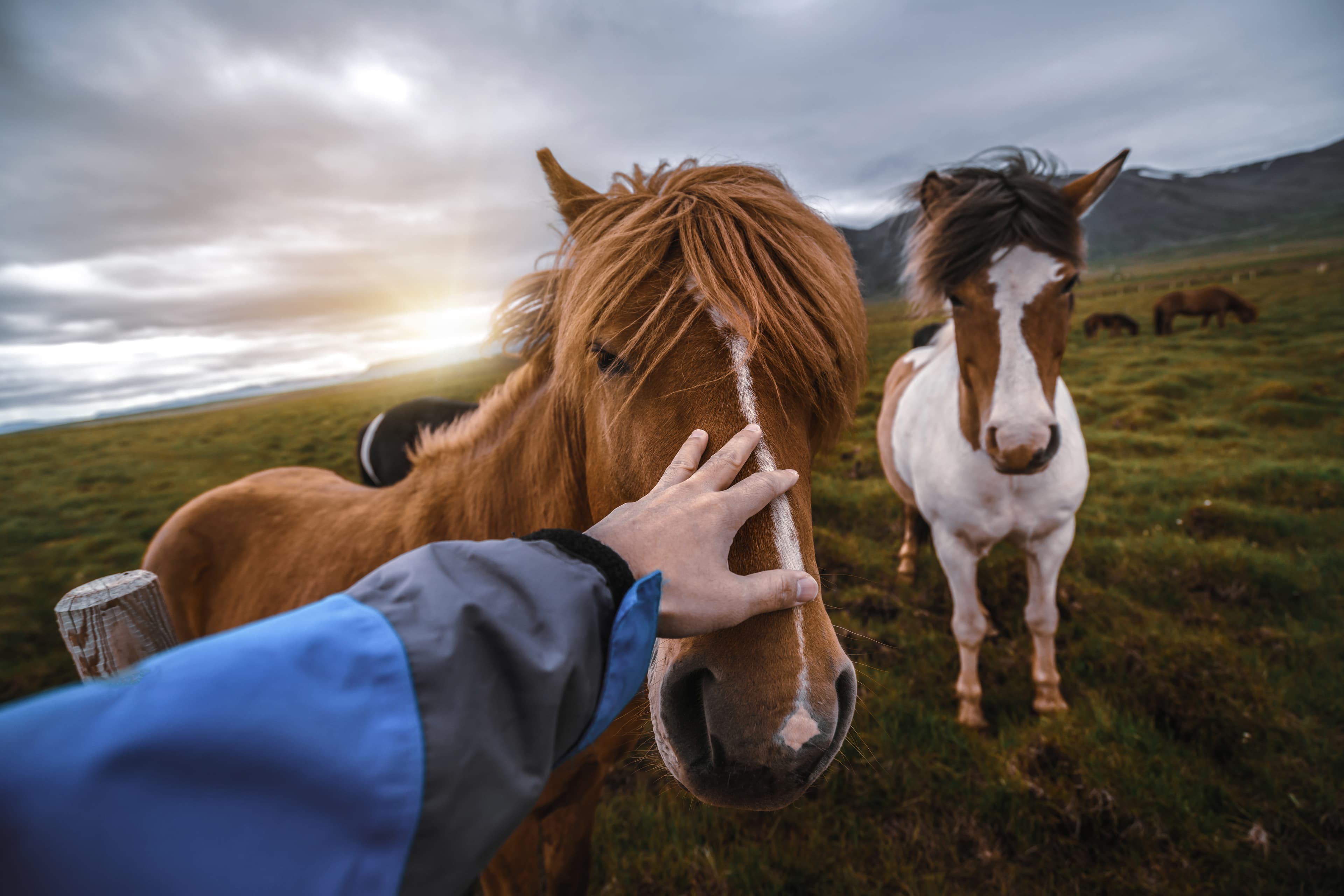 Icelandic horse in the field of scenic nature landscape of Iceland. The Icelandic horse is a breed of horse locally developed in Iceland as Icelandic law prevents horses from being imported. Icelandic horse in the field of scenic nature landscape of Iceland. The Icelandic horse is a breed of horse locally developed in Iceland as Icelandic law prevents horses from being imported.