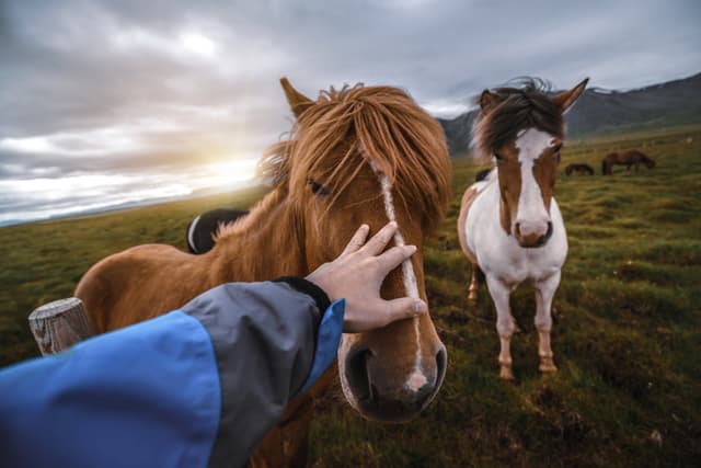 Icelandic horse in the field of scenic nature landscape of Iceland. The Icelandic horse is a breed of horse locally developed in Iceland as Icelandic law prevents horses from being imported. Icelandic horse in the field of scenic nature landscape of Iceland. The Icelandic horse is a breed of horse locally developed in Iceland as Icelandic law prevents horses from being imported.