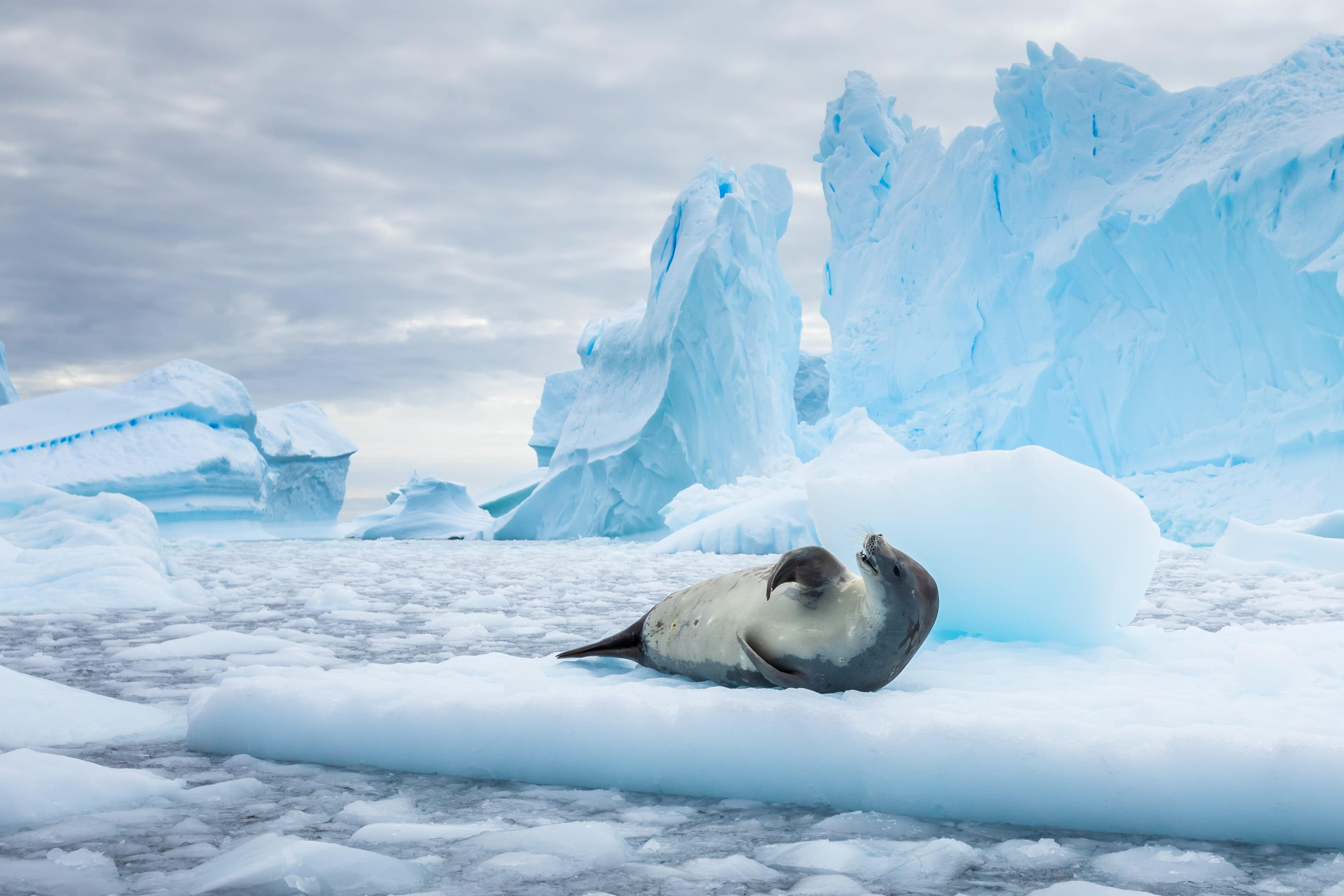 Crabeater seal (lobodon carcinophaga) resting on drifting pack ice or icefloe between blue icebergs and freezing sea water landscape in the Antarctic Peninsula, Antarctica Crabeater seal resting on pack ice between icebergs, freezing sea, Antarctica