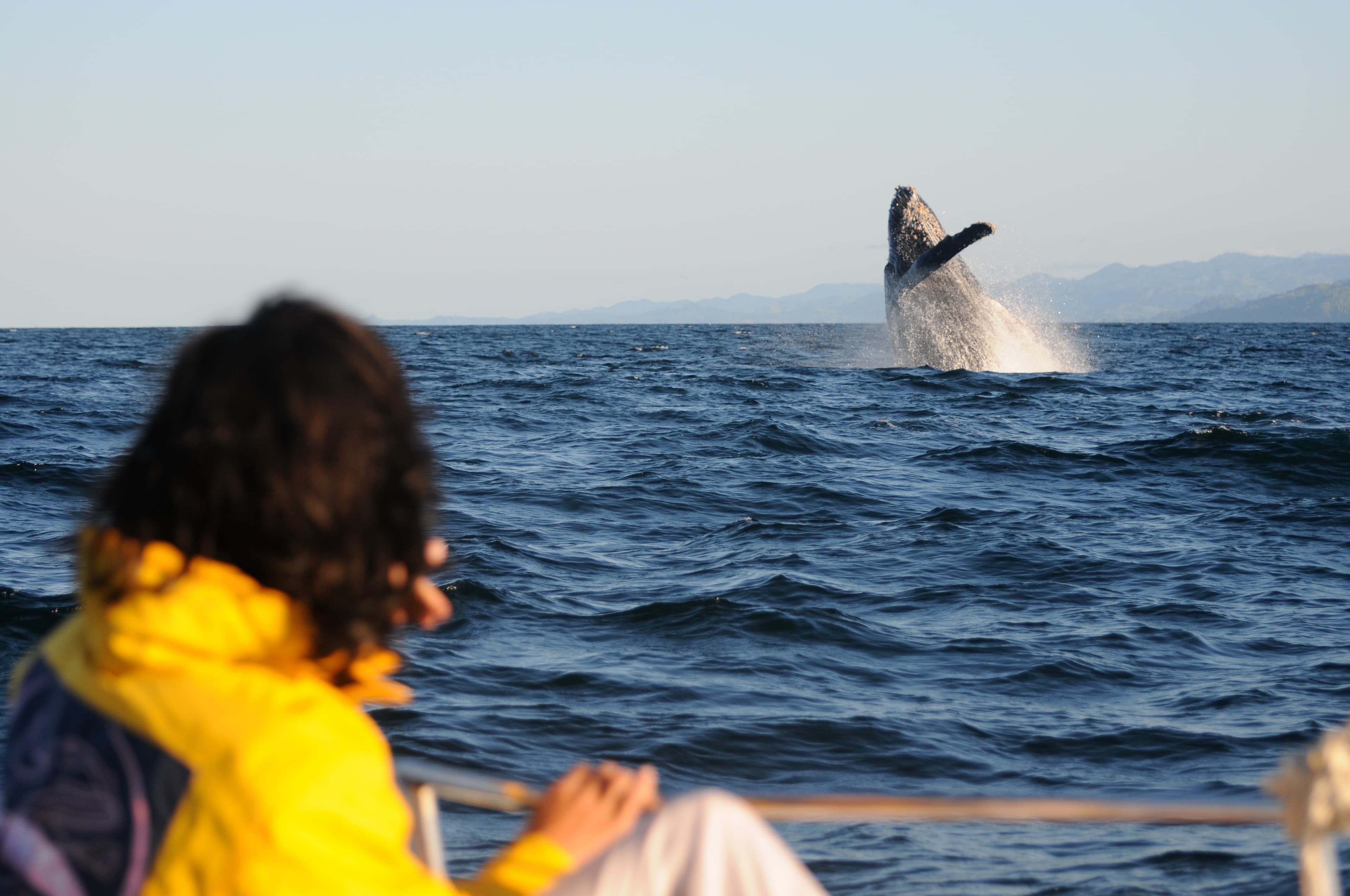 Epic view of a humpback whale breaching outside the water during a whale watching with tourists, surrounded by an agitated blue sea and a beautiful sky, in Sainte-Marie, Madagascar