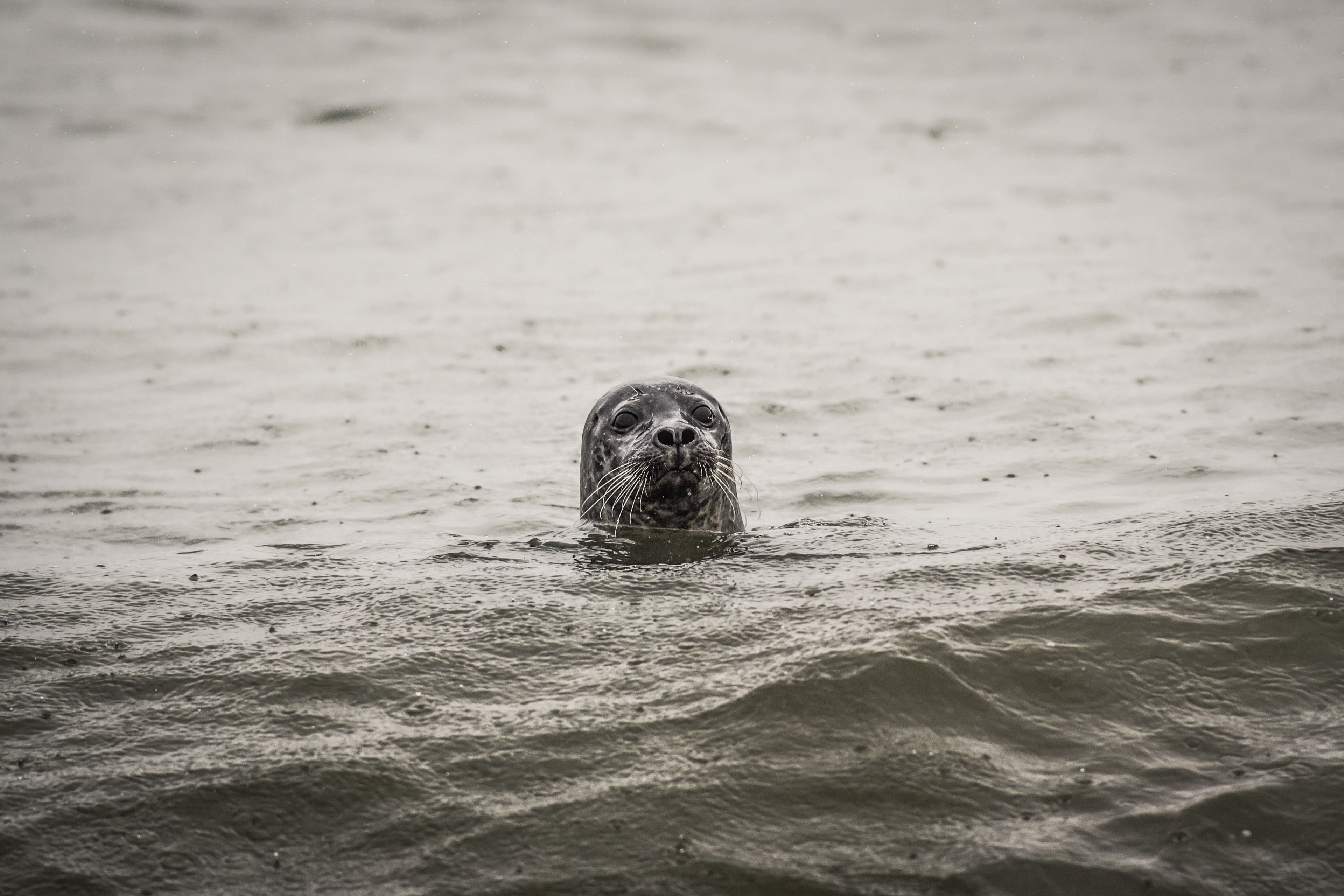 Seal looking at the water in the ocean off the coast of Iceland. Seal looking at the water in the ocean off the coast of Iceland.