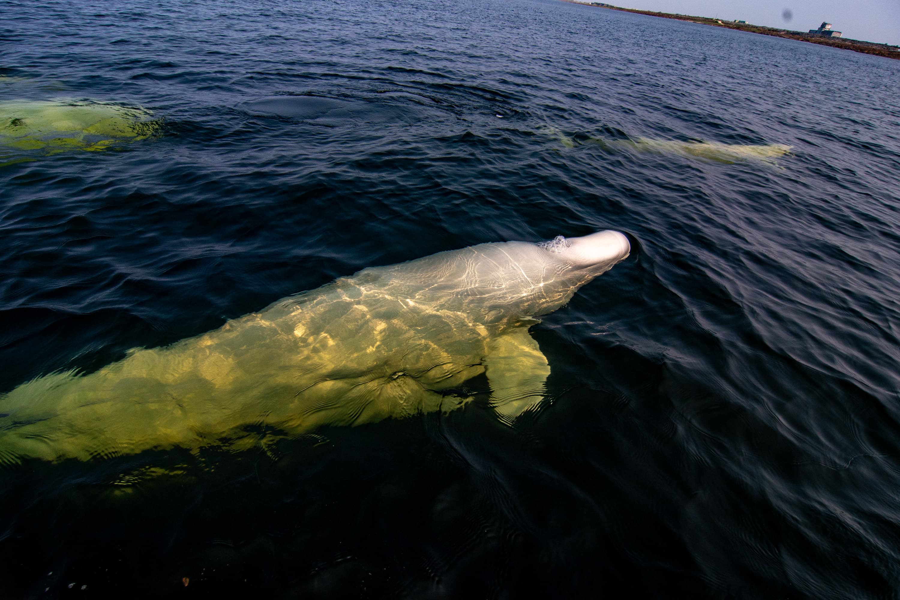 beluga whales in the churchill river estuary