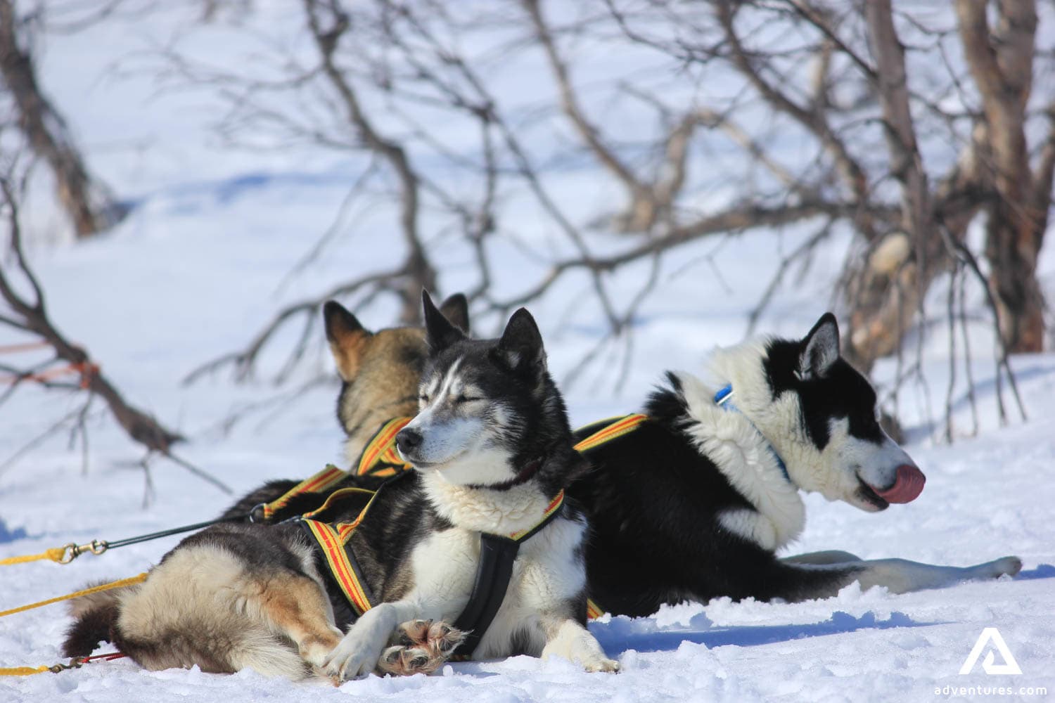 Kiruna-City-Sightseeing-Tour-Kebne-fina-turbilder-Dog-relaxing-in-snow