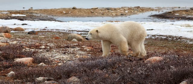 Ein Eisbär am Ufer der Hudson bay auf  Futtersuche Eisbär