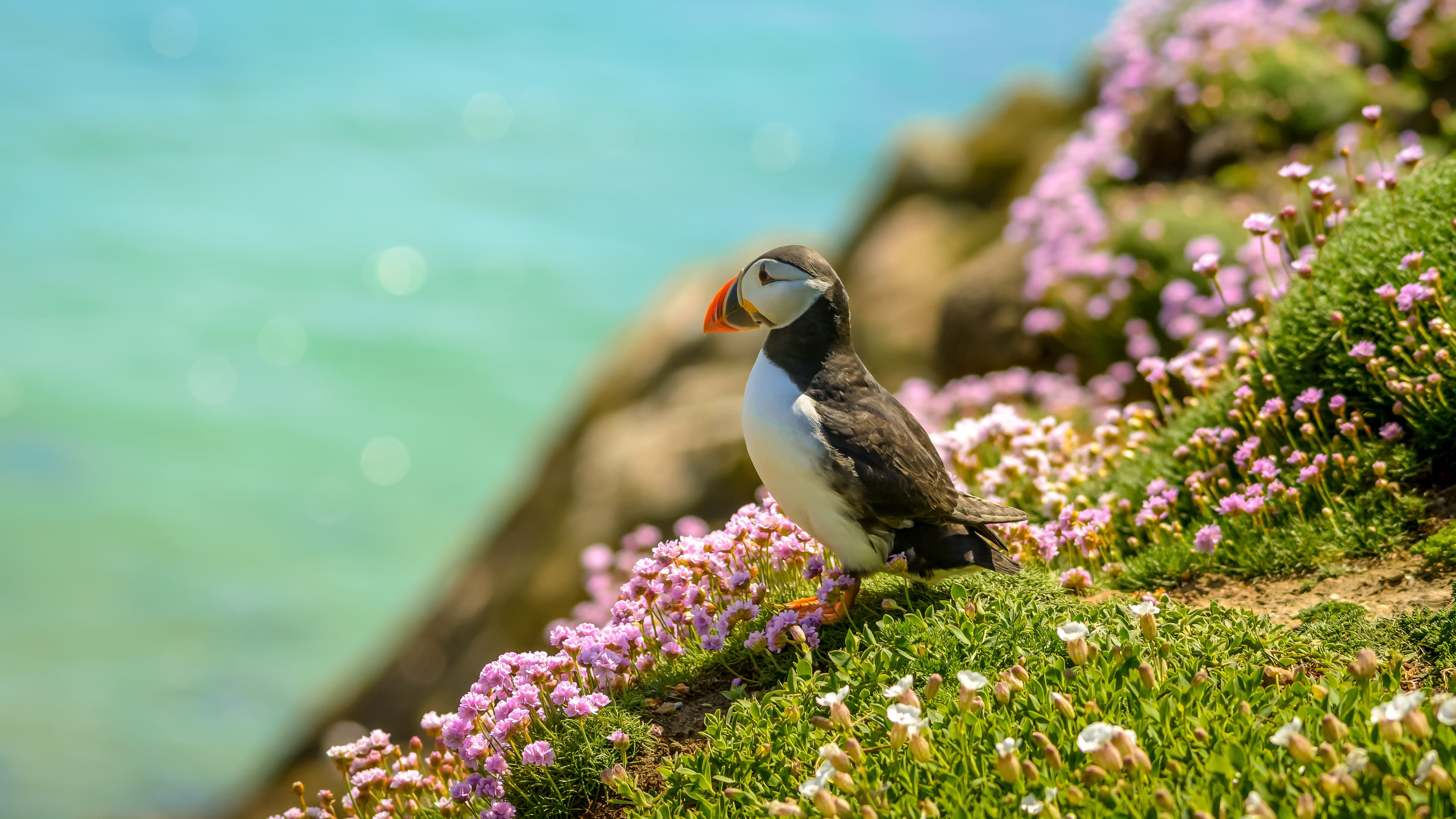Puffin Atlantic bird colors colorful Ireland coast island fauna life wildlife animal