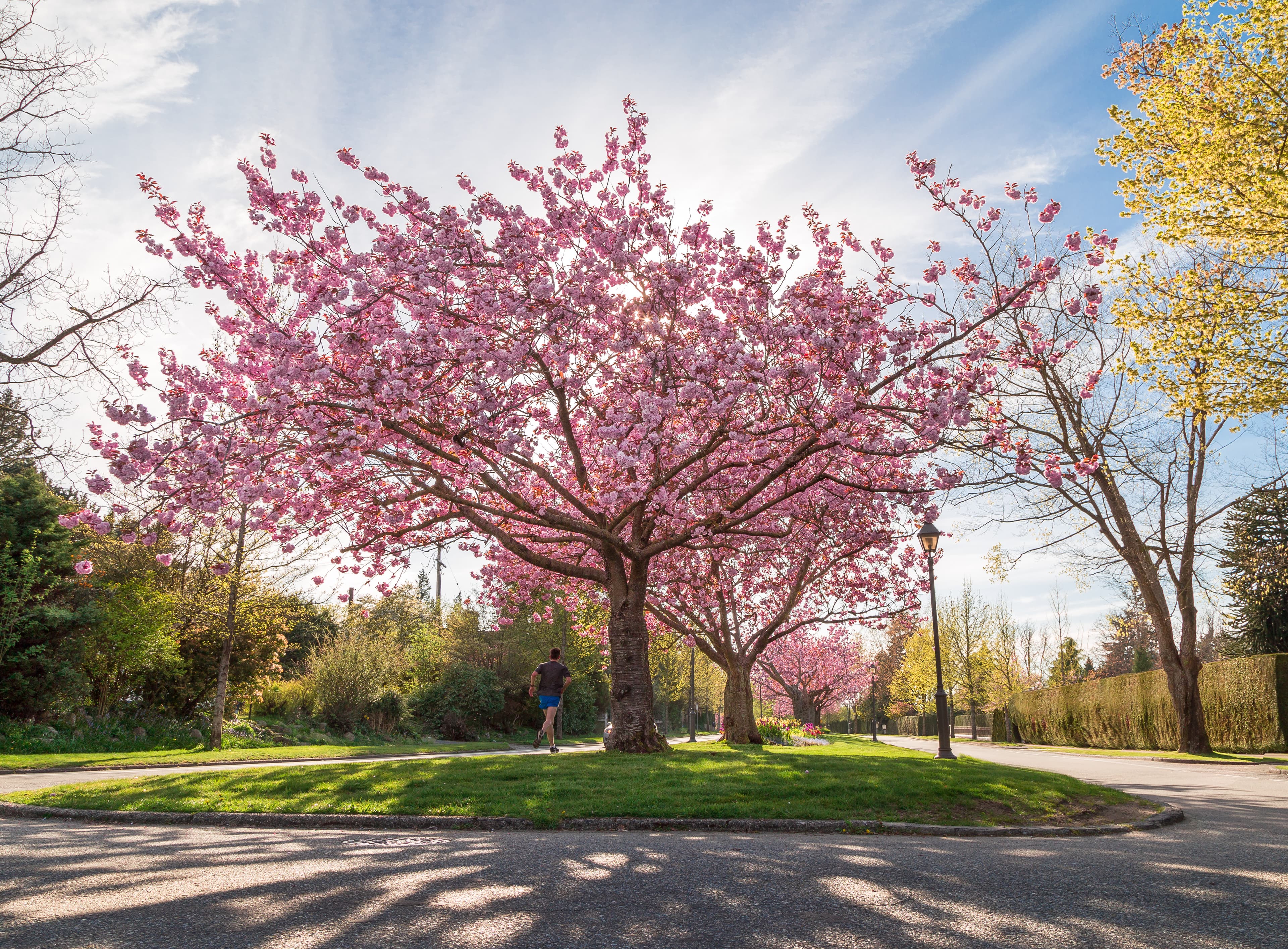 Cherry blossom tree on a boulevard near UBC Cherry blossom tree on a boulevard near UBC.