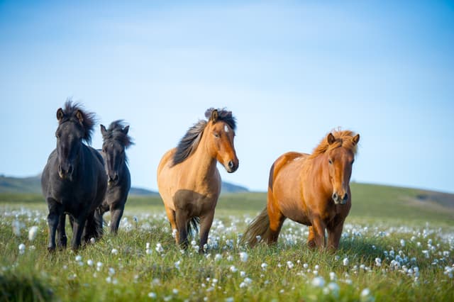 Icelandic horses. The Icelandic horse is a breed of horse developed in Iceland. Although the horses are small, at times pony-sized, most registries for the Icelandic refer to it as a horse.
