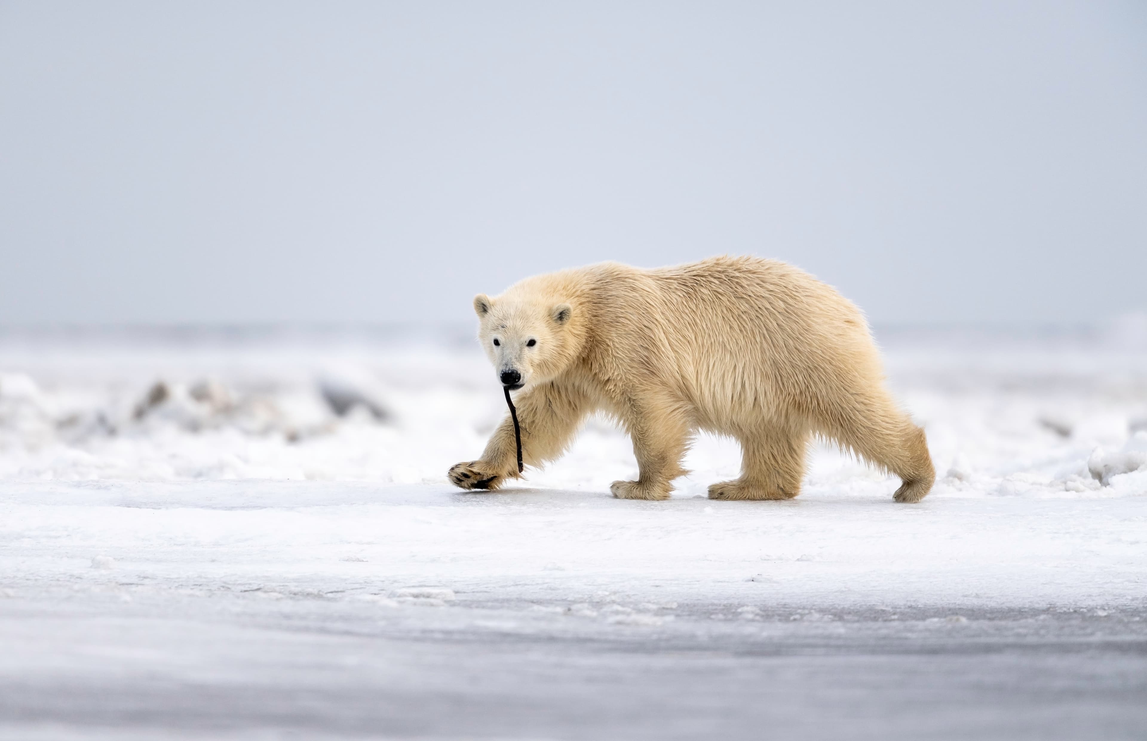 Polar Bear Cub, Kaktovik, Alaska, USA
