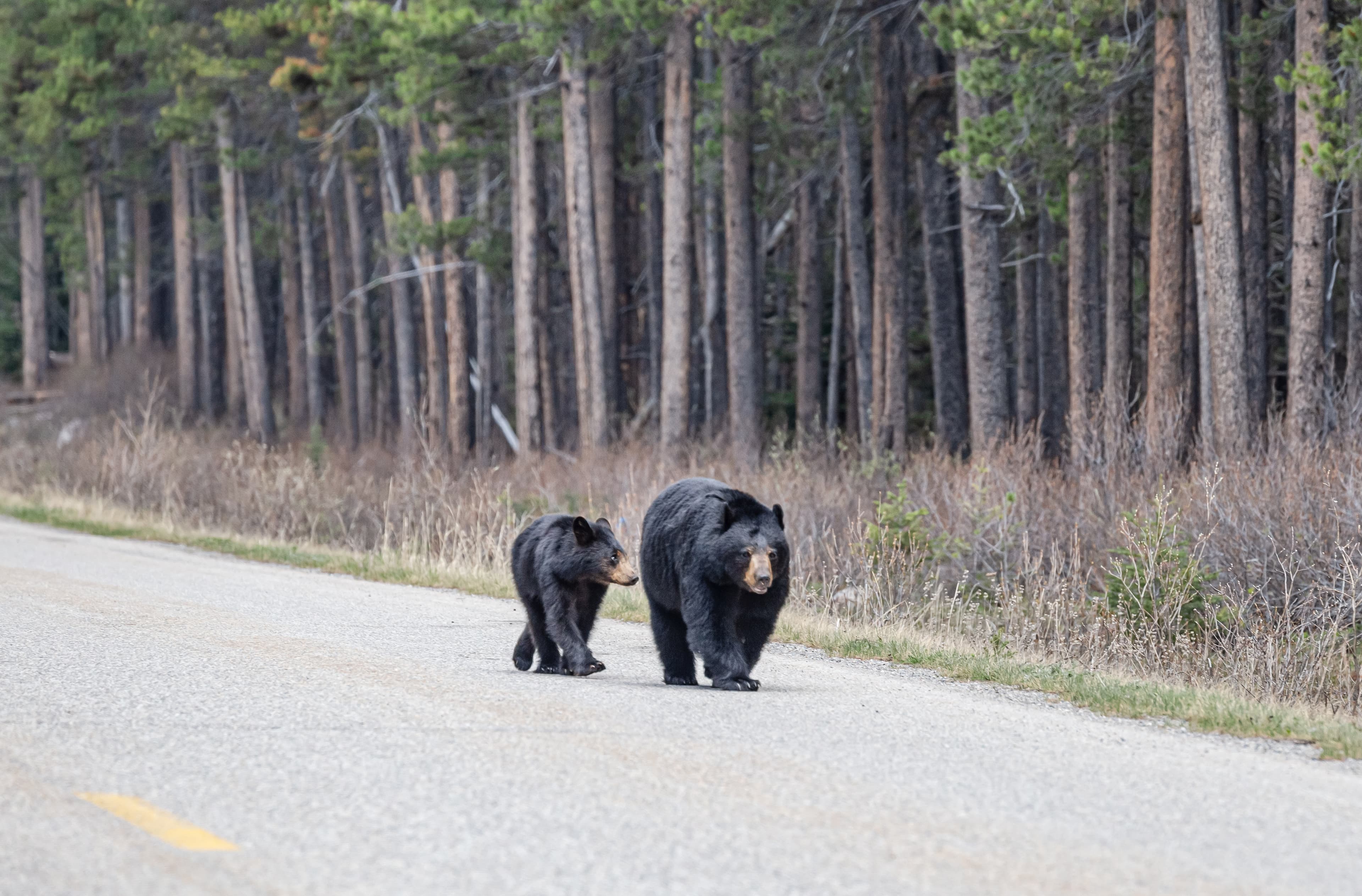 Mother black bear with baby cub walking along the Bow Valley Parkway in Banff, Canada