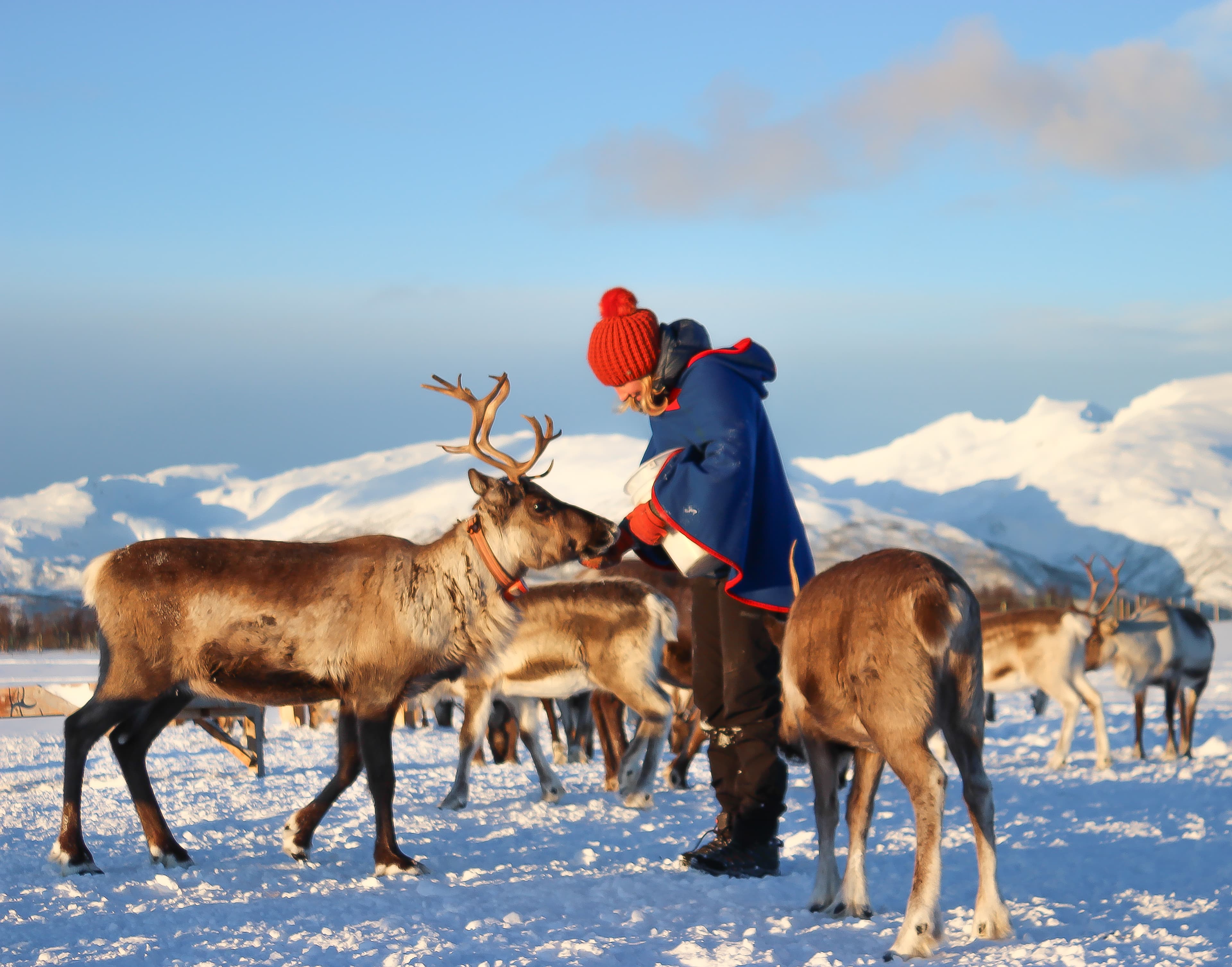 Person-feeding-reindeers-in-North-Iceland