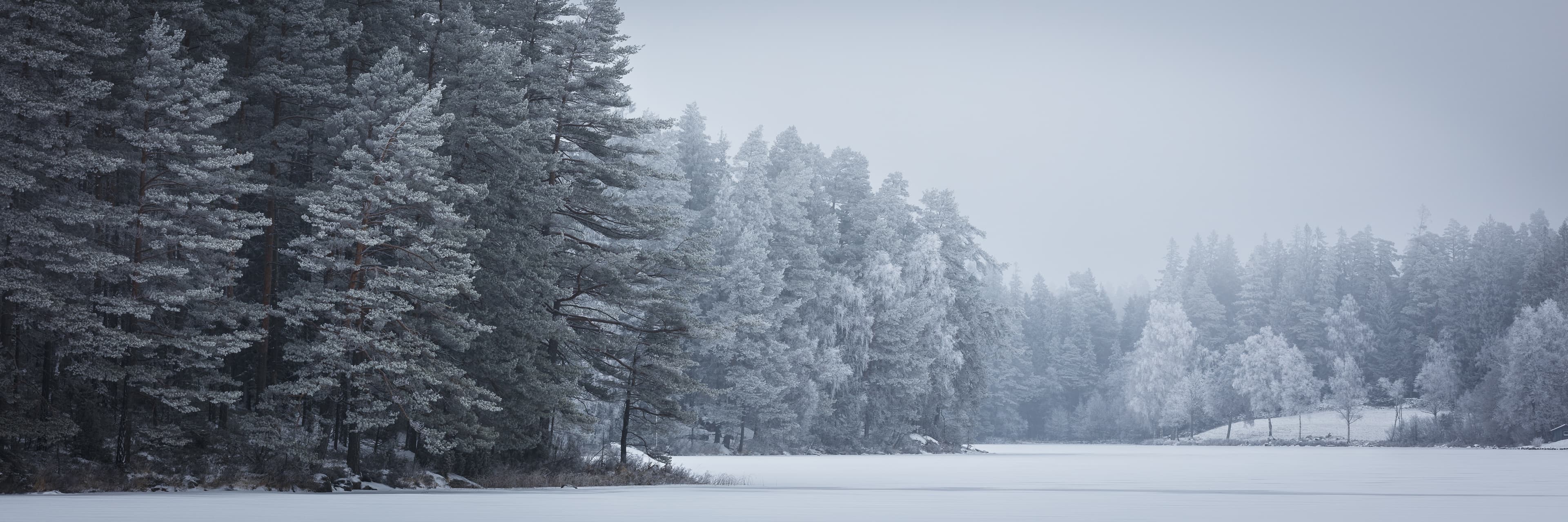 Trees On Snow Covered Landscape Against Sky
