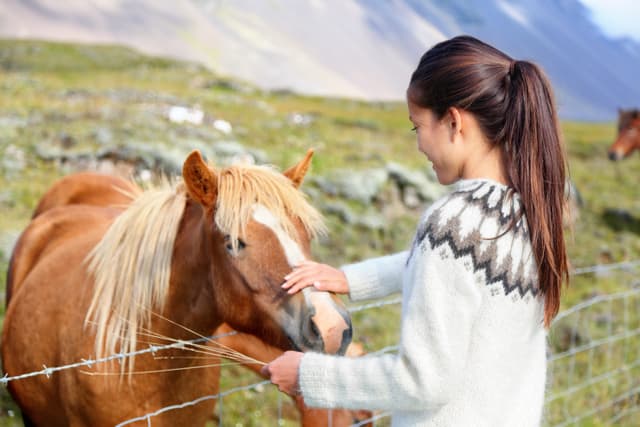 Icelandic horses - woman petting horse on Iceland. Girl in sweater going horseback riding smiling happy with horse in beautiful nature on Iceland. Icelandic horses - woman petting horse on Iceland