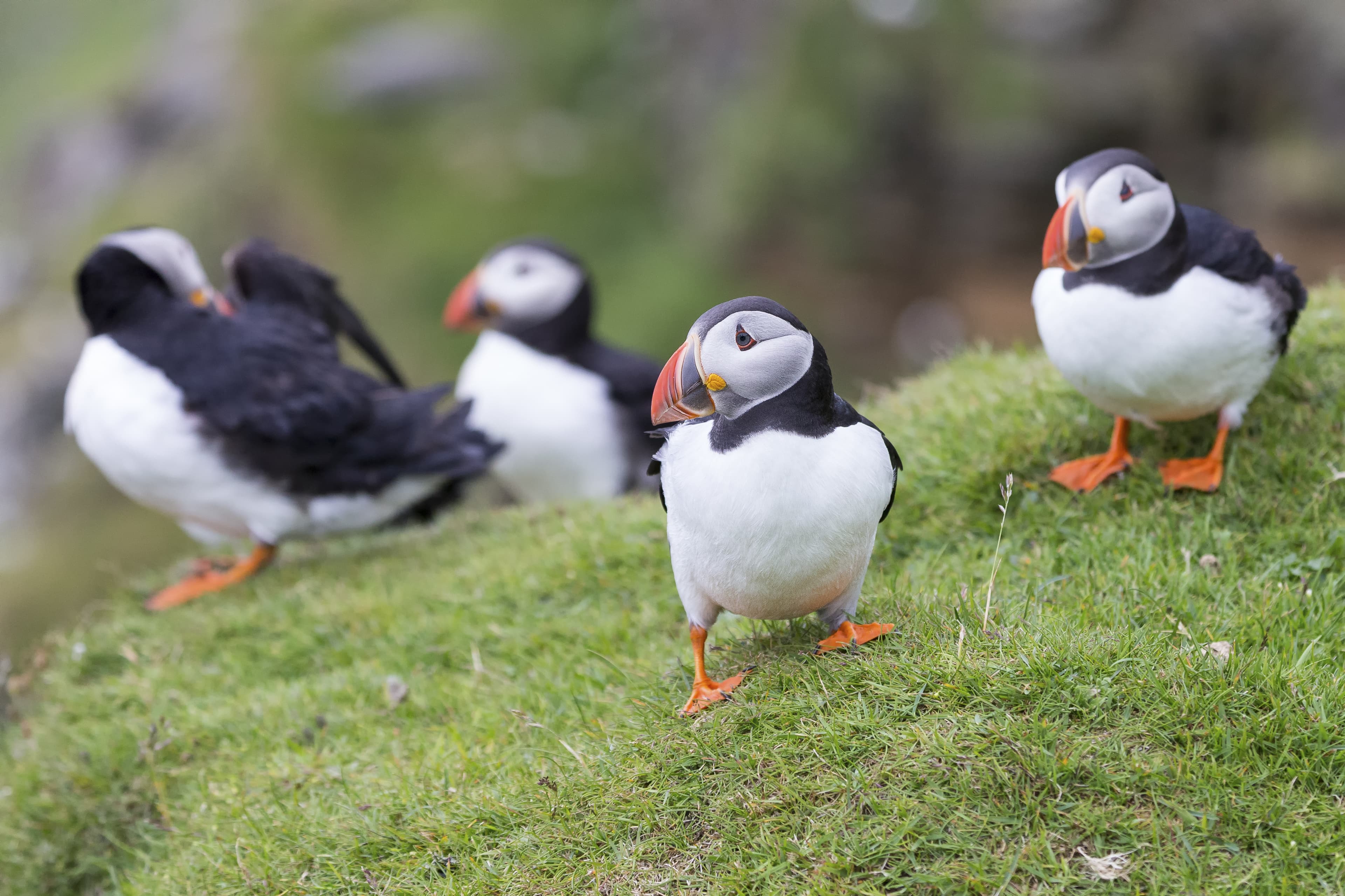 Colony or circus of Puffins sit on the short grass of a cliff side in Shetland Islands Colony or circus of Puffins sit on the short grass of a cliff in Shetland Islands