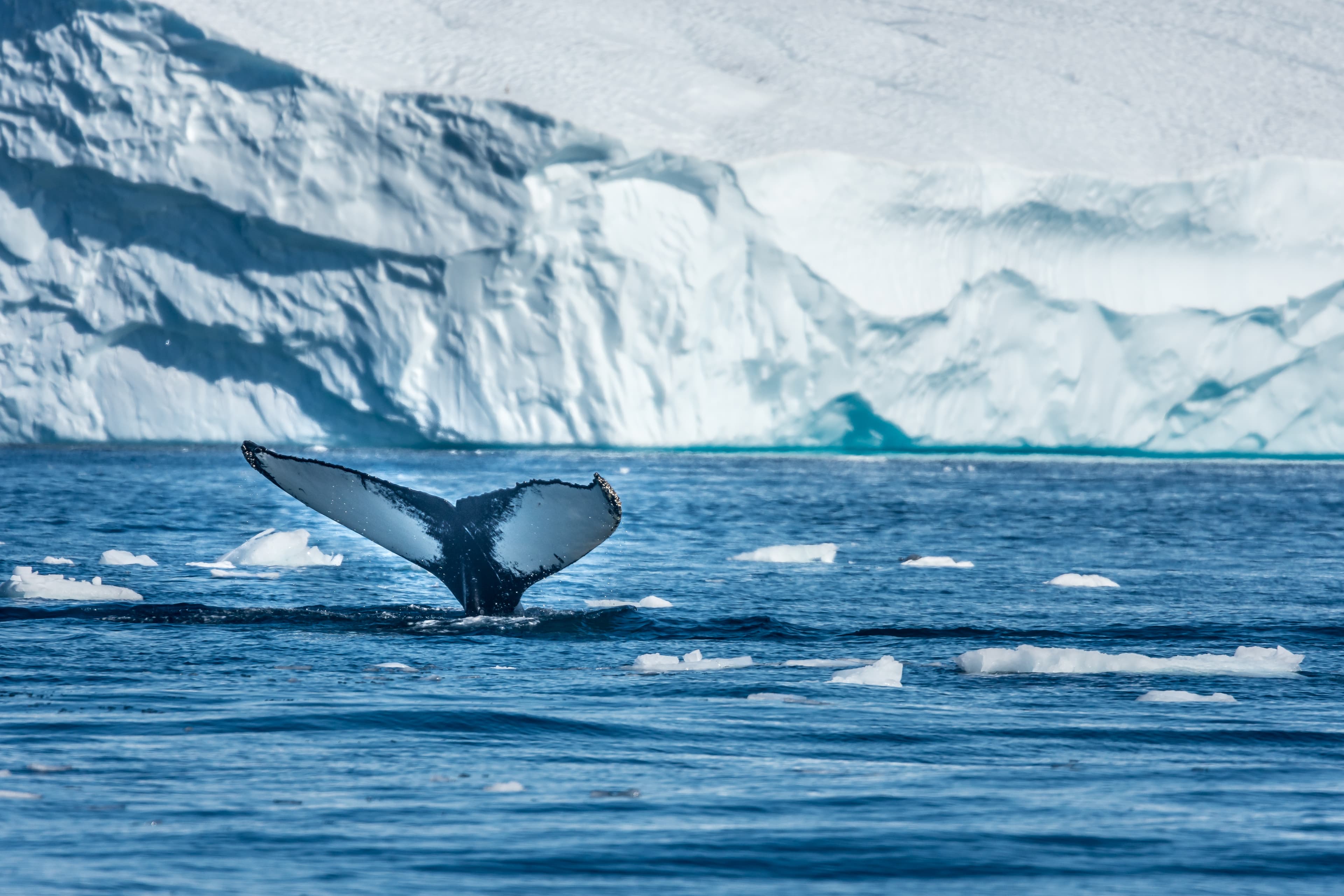 Humpback whales merrily feeding in the rich glacial waters among giant icebergs at the mouth of the Icefjord, Ilulissat, Greenland Humpback whales feeding among giant icebergs, Ilulissat, Greenland
