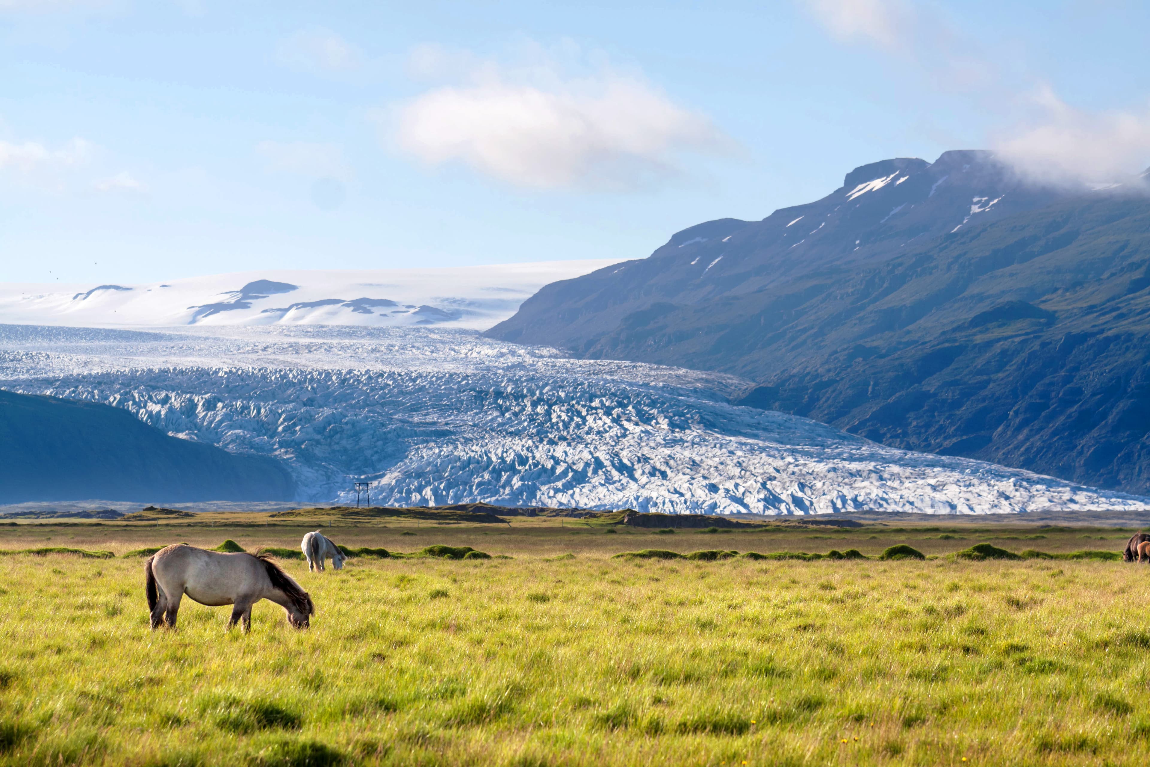 Icelandic horses at sunset, near Fláajökull glacier, part of Vatnajökull the largest glacier in Europe
