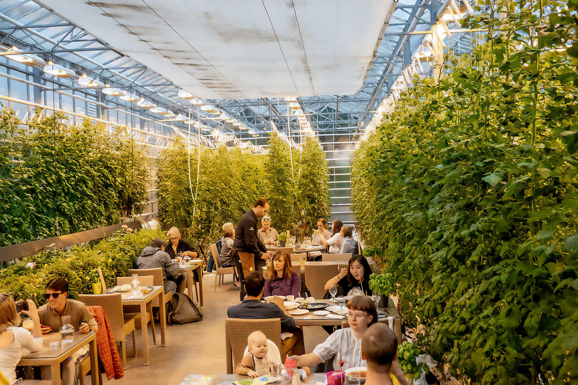 Fridheimar-tomato-restaurant-tables-in-greenhouse