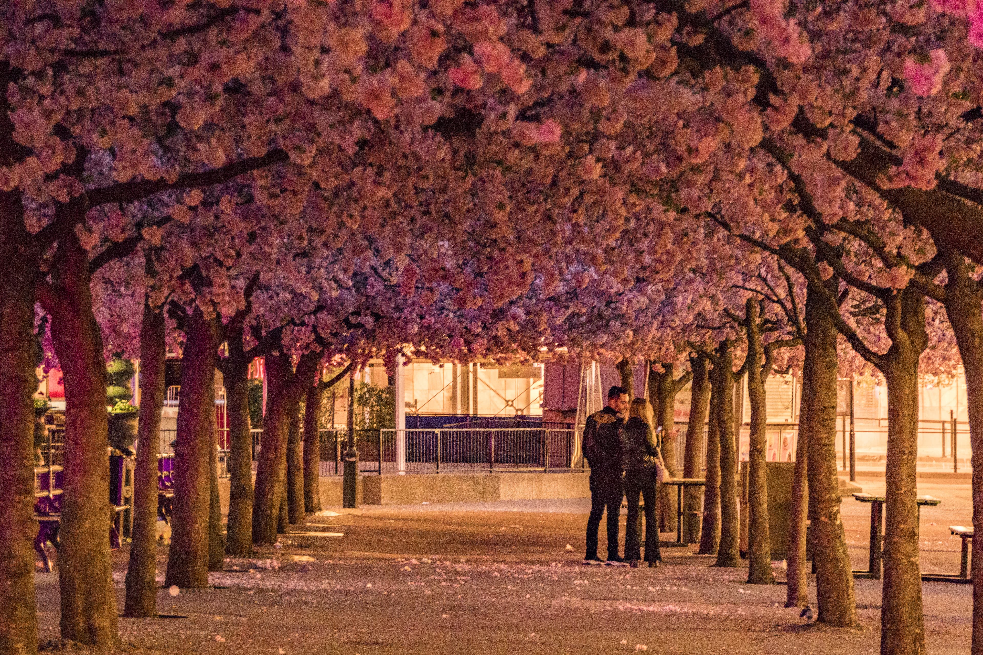 Stockholm, Sweden The cherry blossoms in the Kungstradgarden park, or Kingäs Garden. Stockholm, Sweden The cherry blossoms in the Kungstradgarden park, or Kingäs Garden.