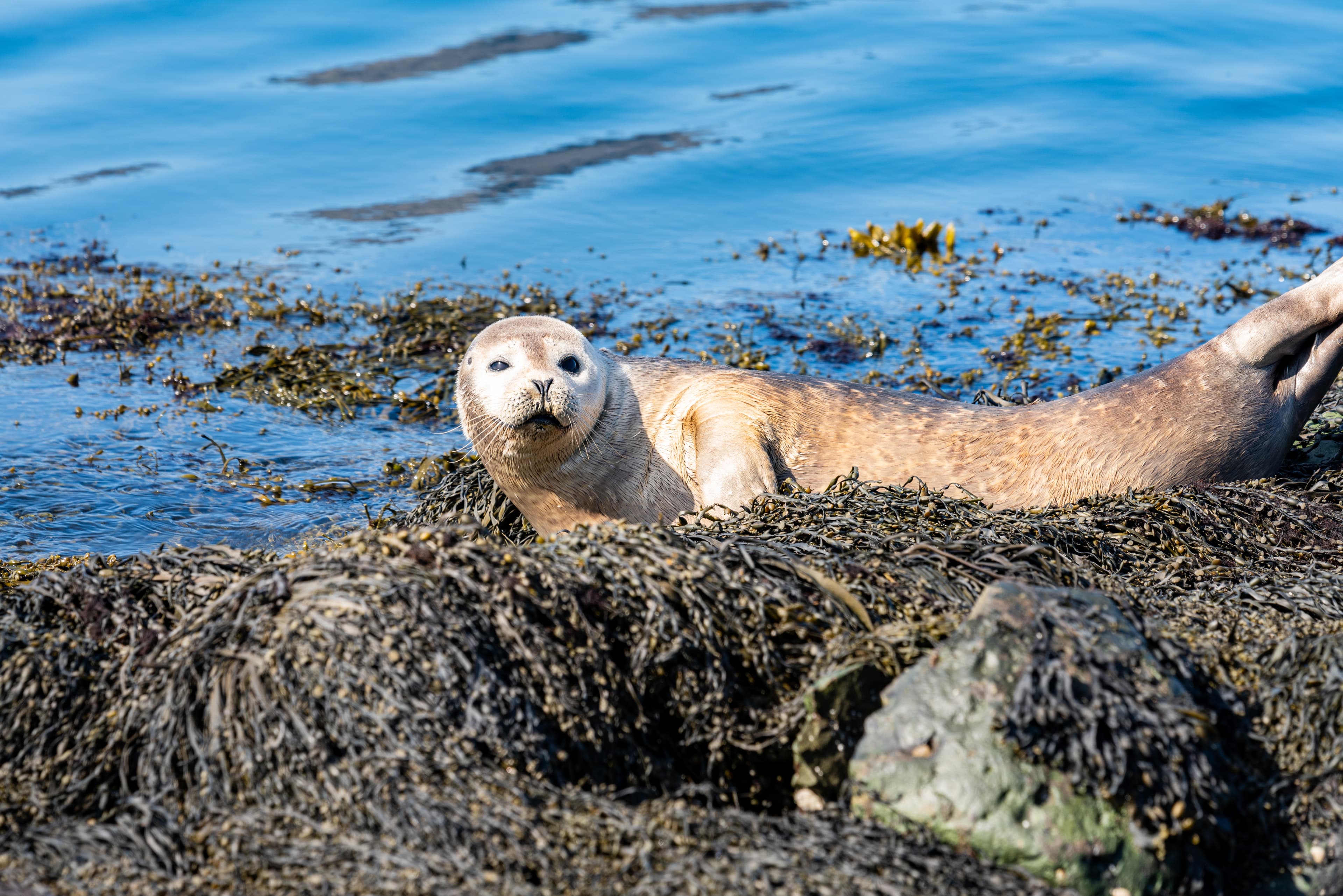 Seals, sea lions sunbathing in Ytri Tunga beach in Snaefellsnes Peninsula in West Iceland