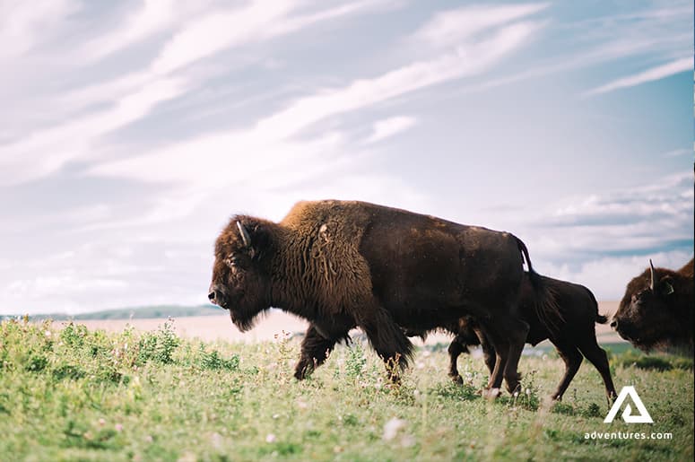 bisons-of-canada-northwest-territories
