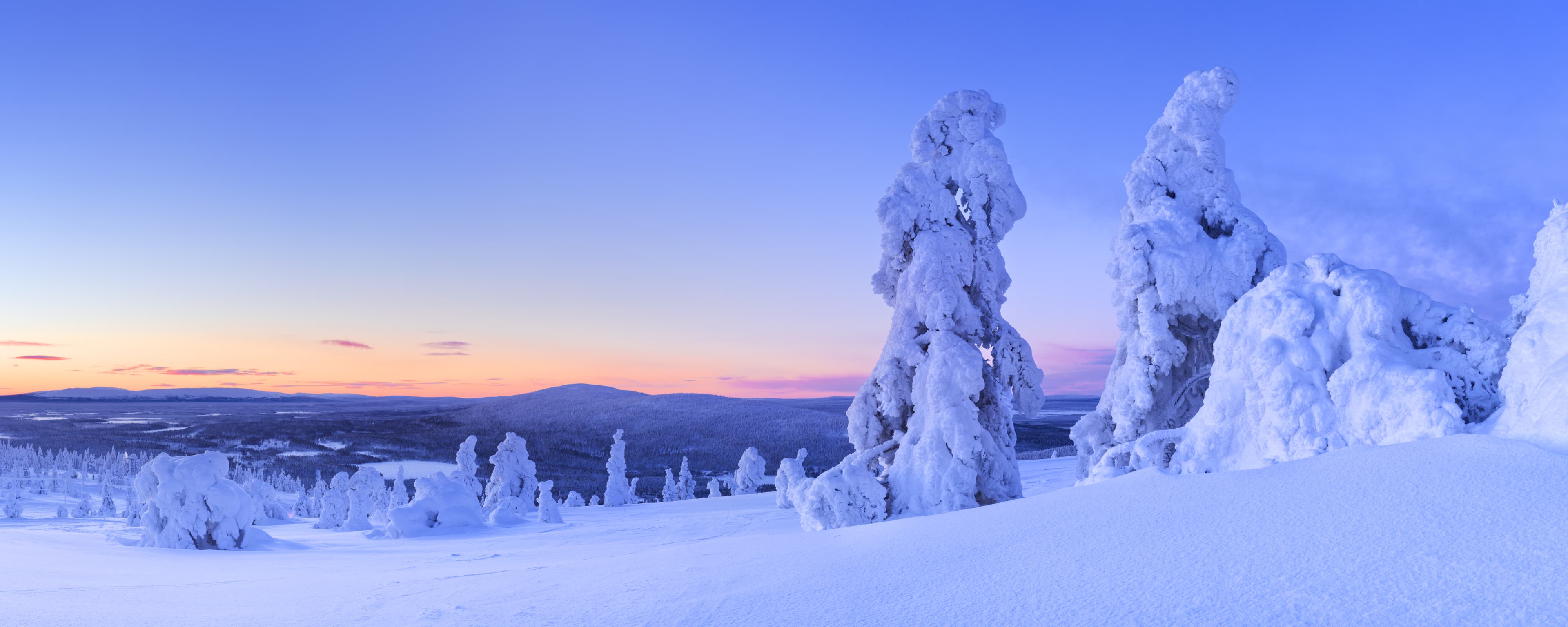 Frozen trees on top of the Levi Fell in Finnish Lapland. Photographed at dusk. Sunset over frozen trees on a mountain, Levi, Finnish Lapland
