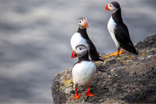 puffins-heimaey-island-vestmannaeyjar-archipelago-iceland