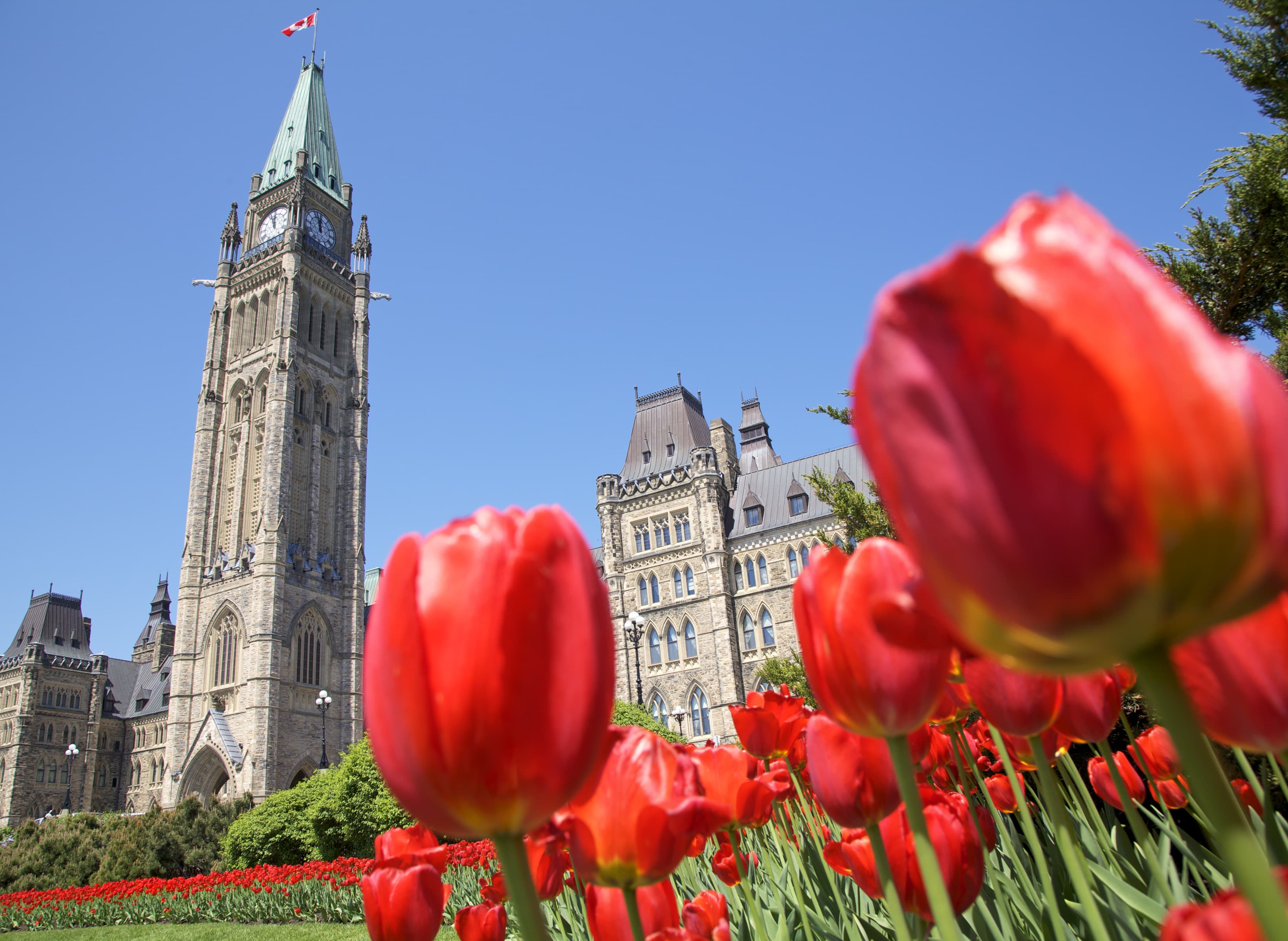 Parliament of canada, red tulips, Ottawa